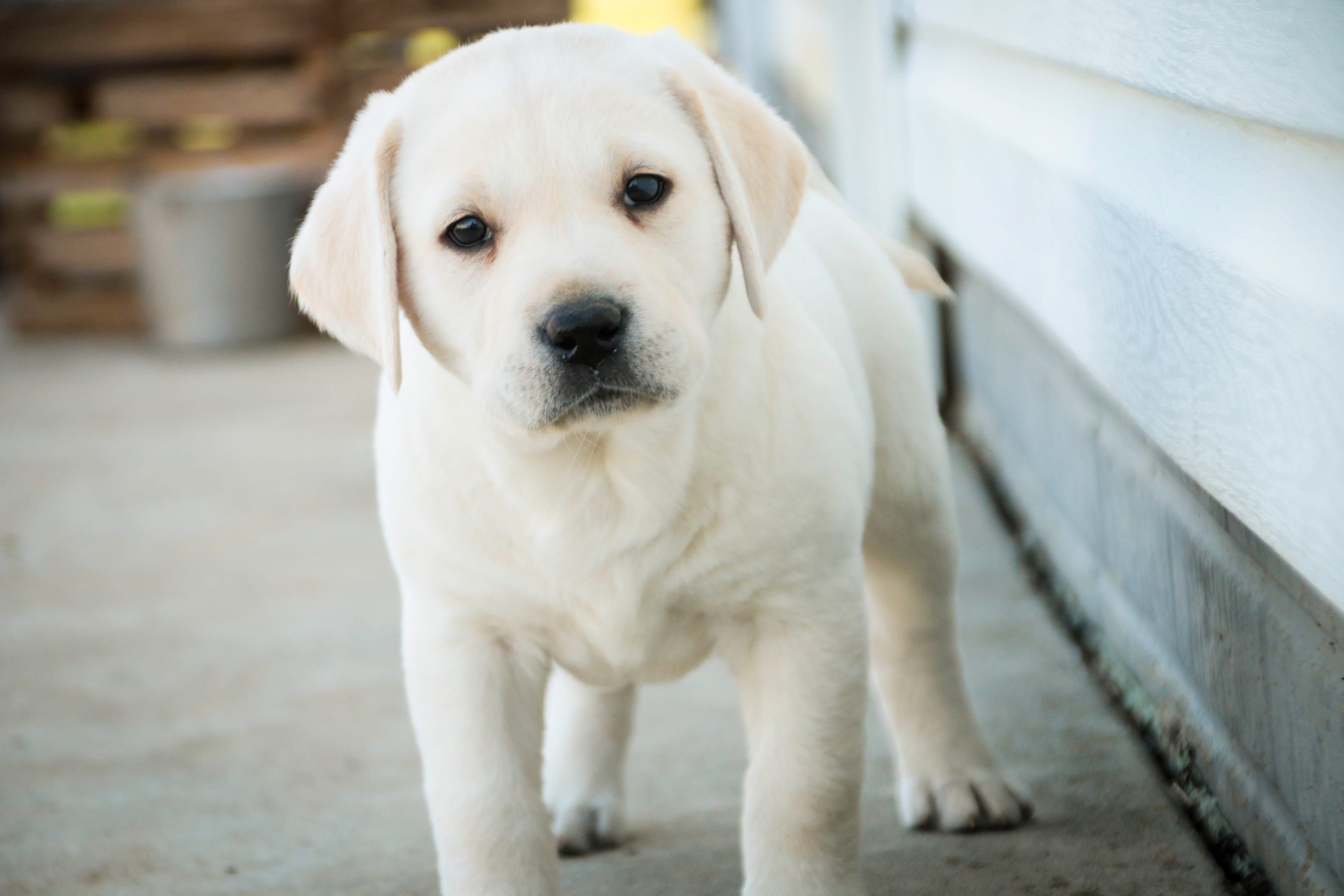 Shenandoah - AKC, health tested parents – Labrador Retriever puppy for sale in Milford, IN