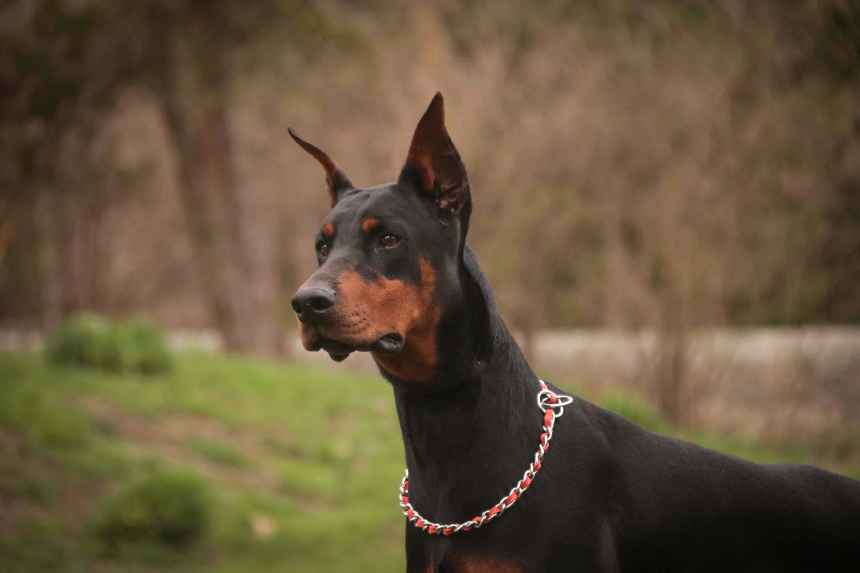 Due April 15 – Doberman Pinscher puppy for sale in Milford, IN