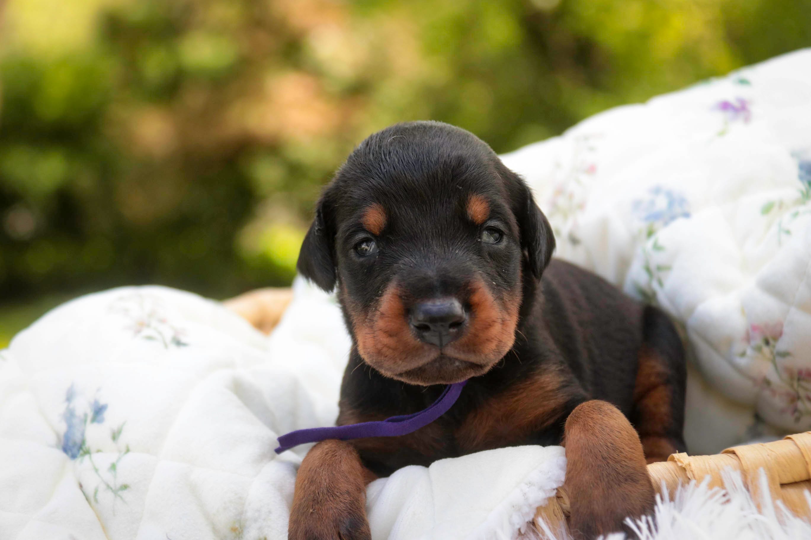 Elowen - AKC, health tested lines – Doberman Pinscher puppy for sale in Milford, IN