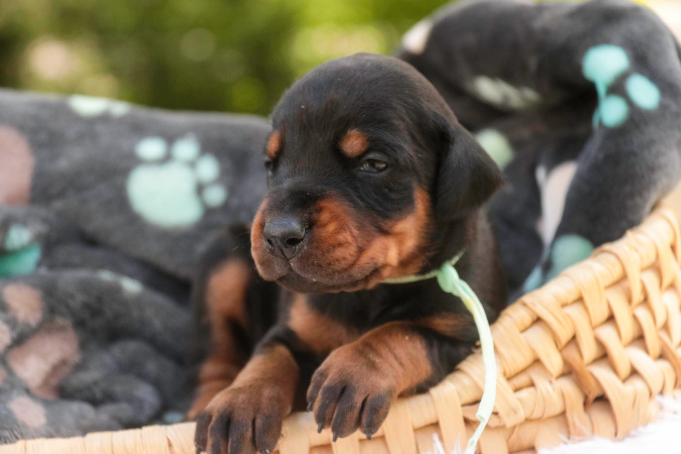 Reverie - AKC, Health tested lines – Doberman Pinscher puppy for sale in Milford, IN