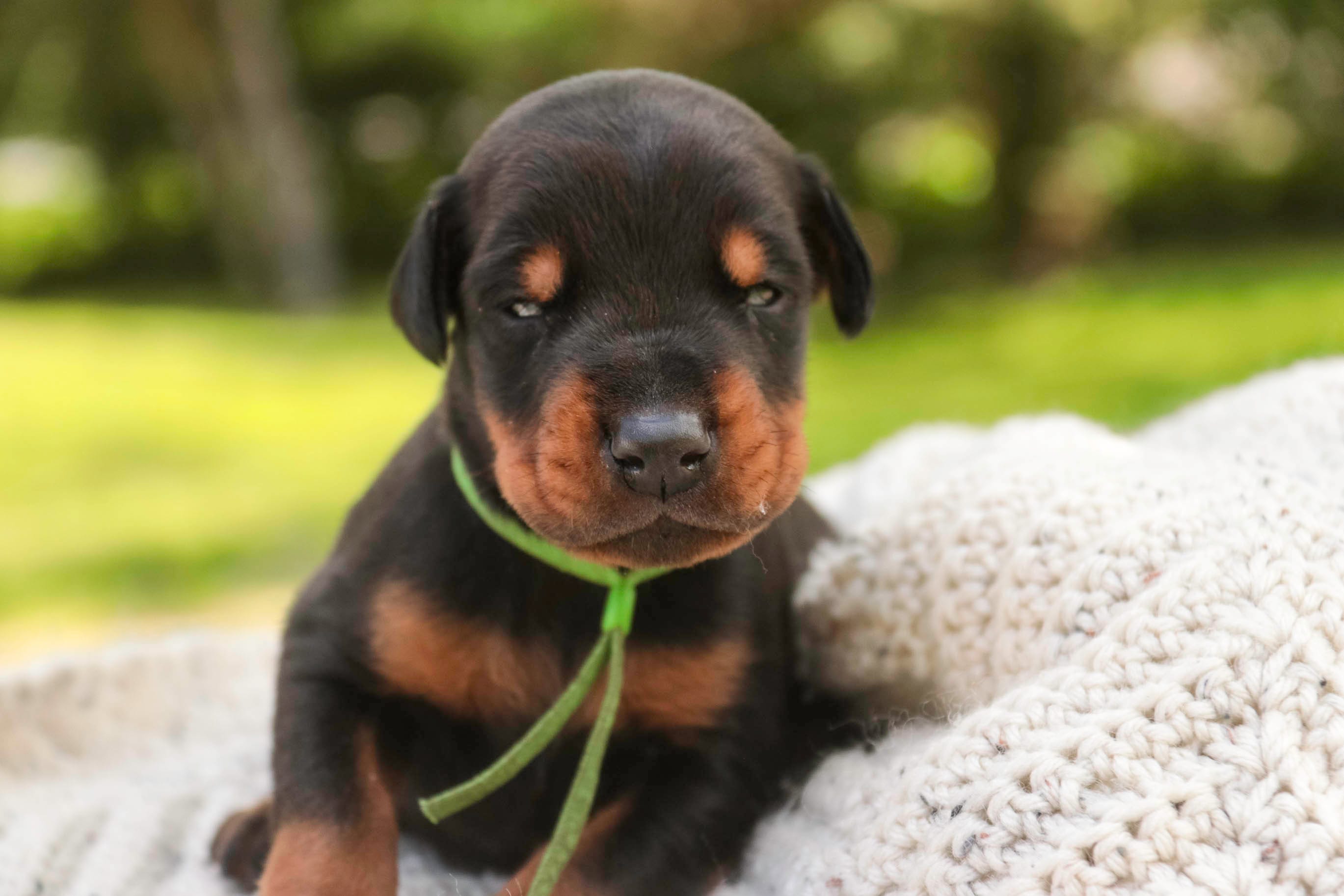 Griffin - AKC, health tested lines – Doberman Pinscher puppy for sale in Milford, IN