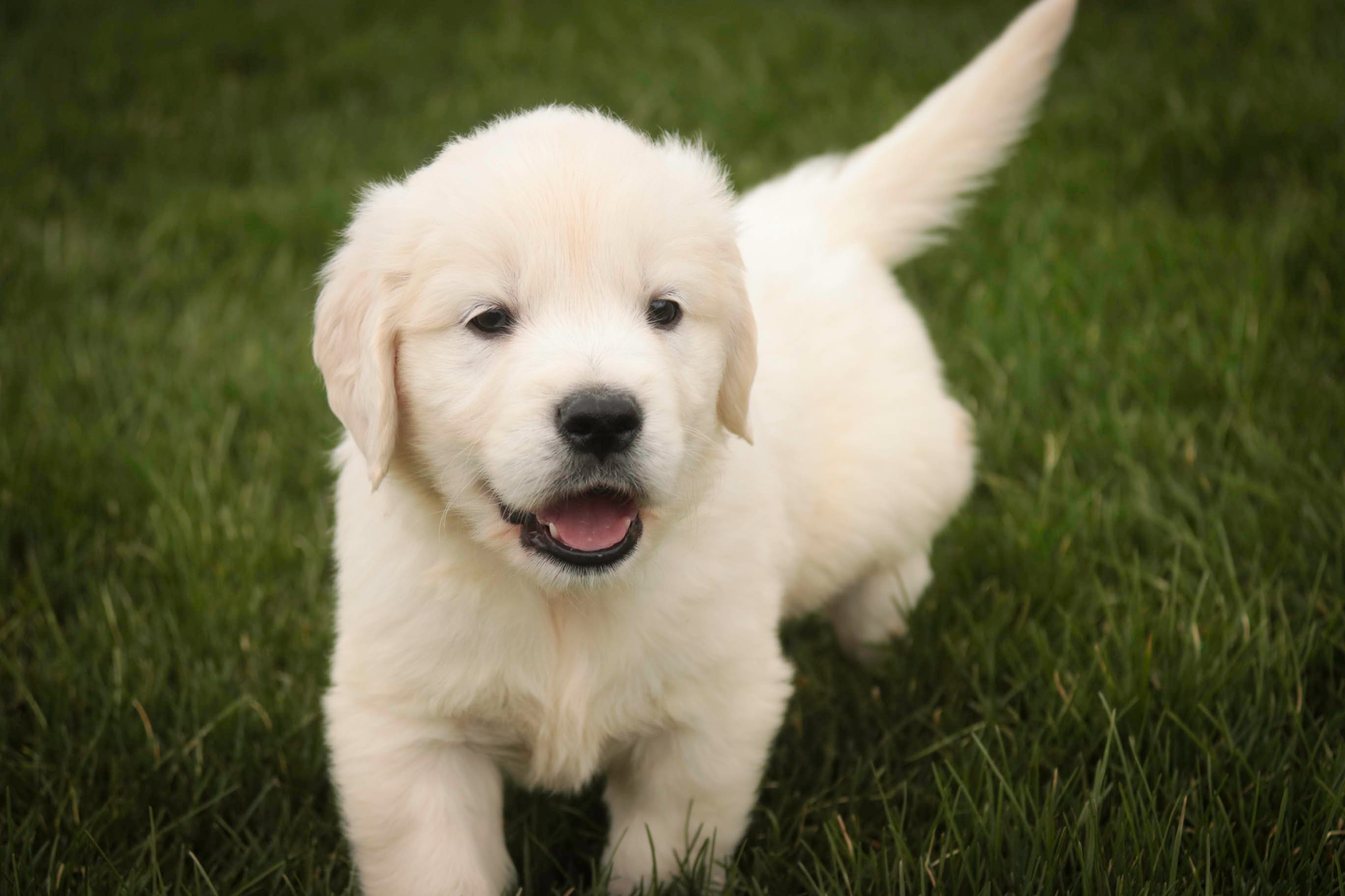 Jasper - AKC, health tested parents – English Cream Golden Retriever puppy for sale in Milford, IN