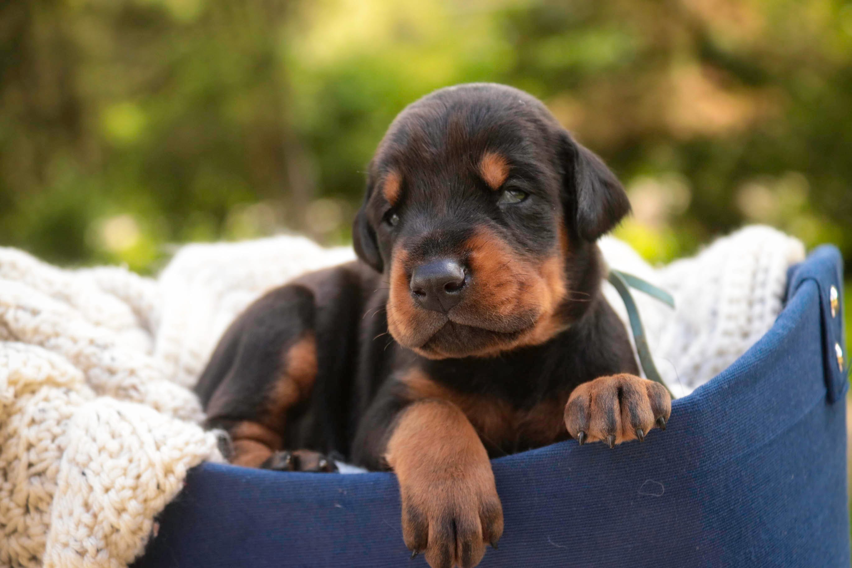 Cedric - AKC, Health tested lines – Doberman Pinscher puppy for sale in Milford, IN