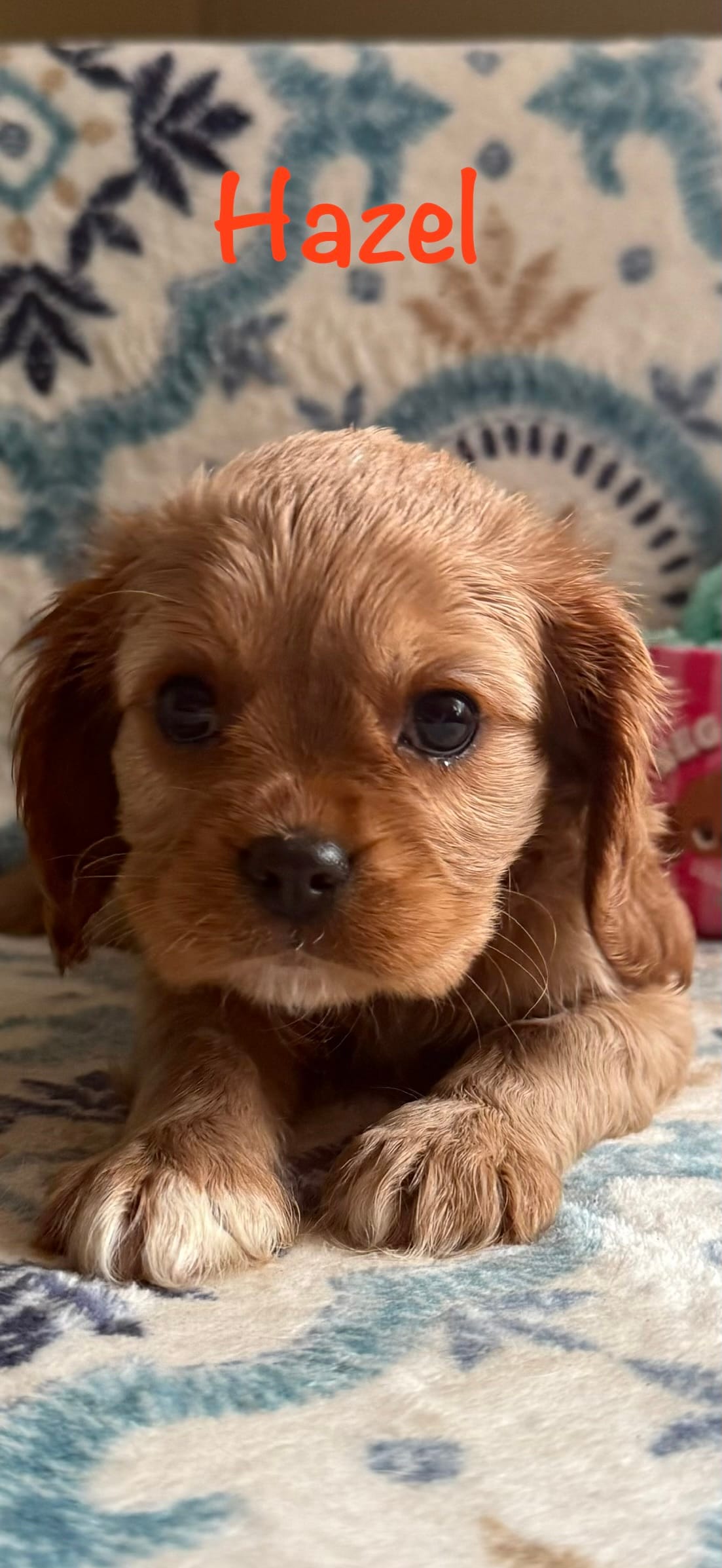 Hazel – Cavalier King Charles Spaniel puppy for sale in Ashtabula, OH