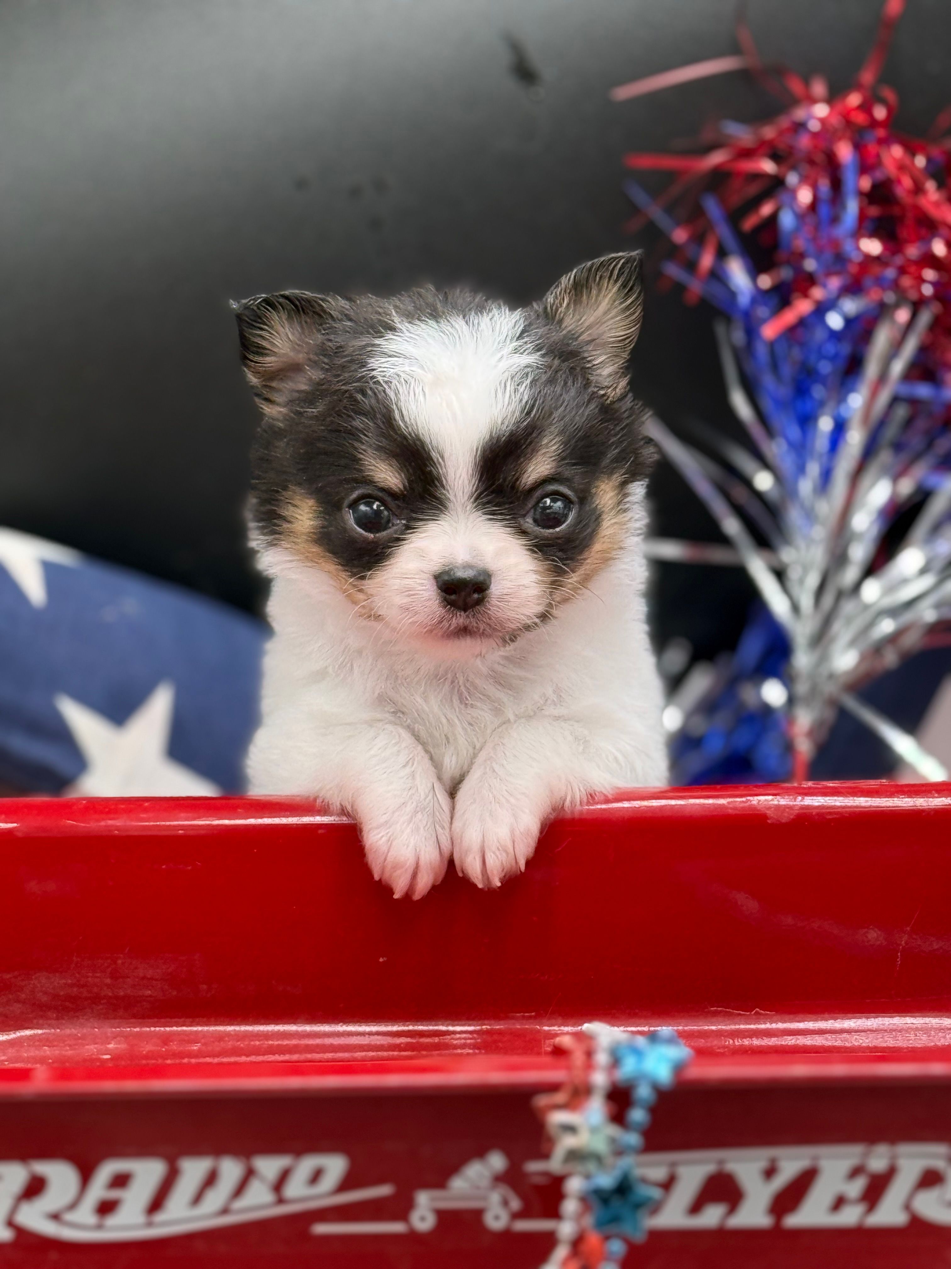 AKC Bram – Chihuahua puppy for sale in Rome, NY