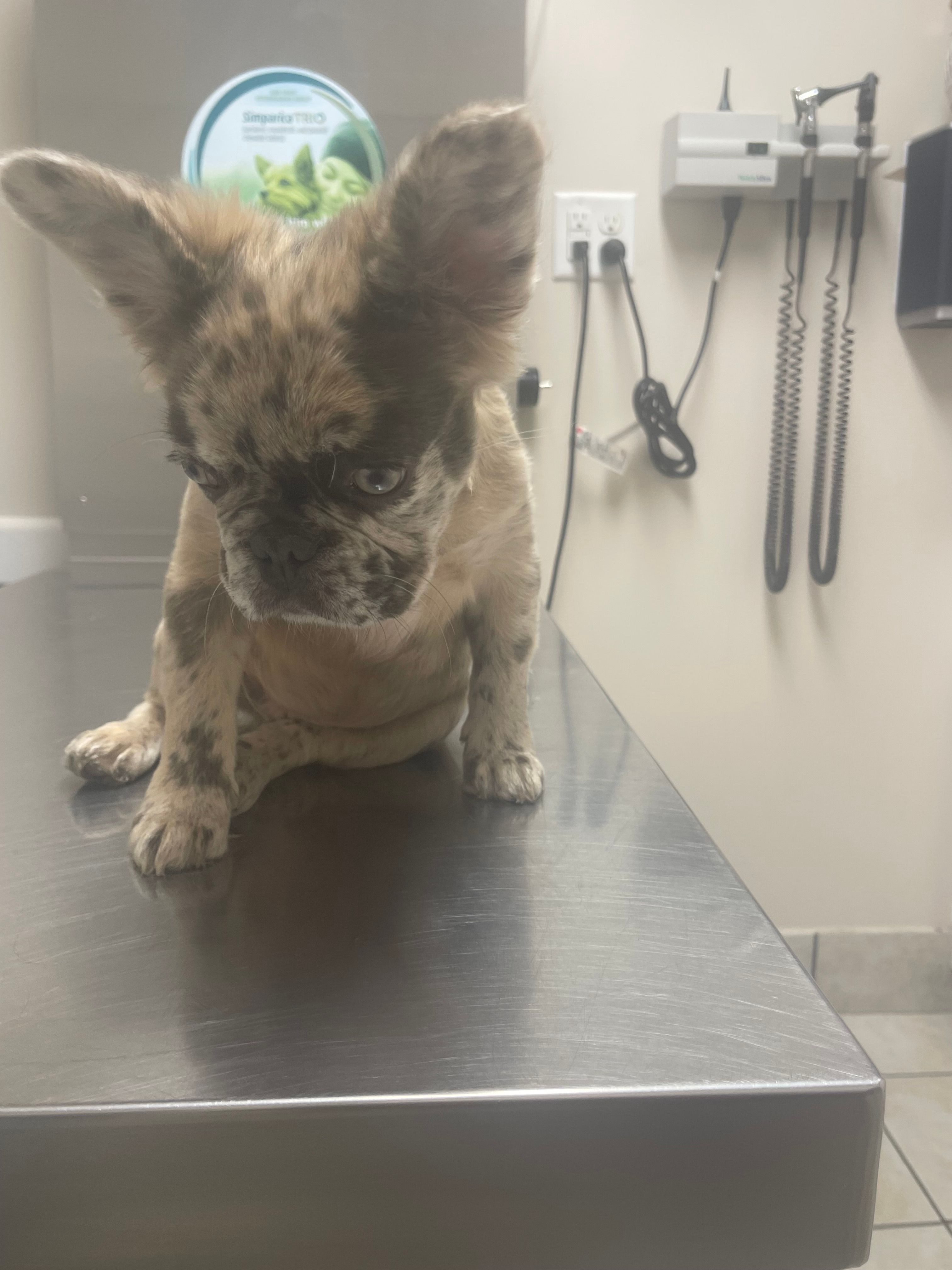 NuNu – French Bulldog puppy for sale in Norfolk, VA