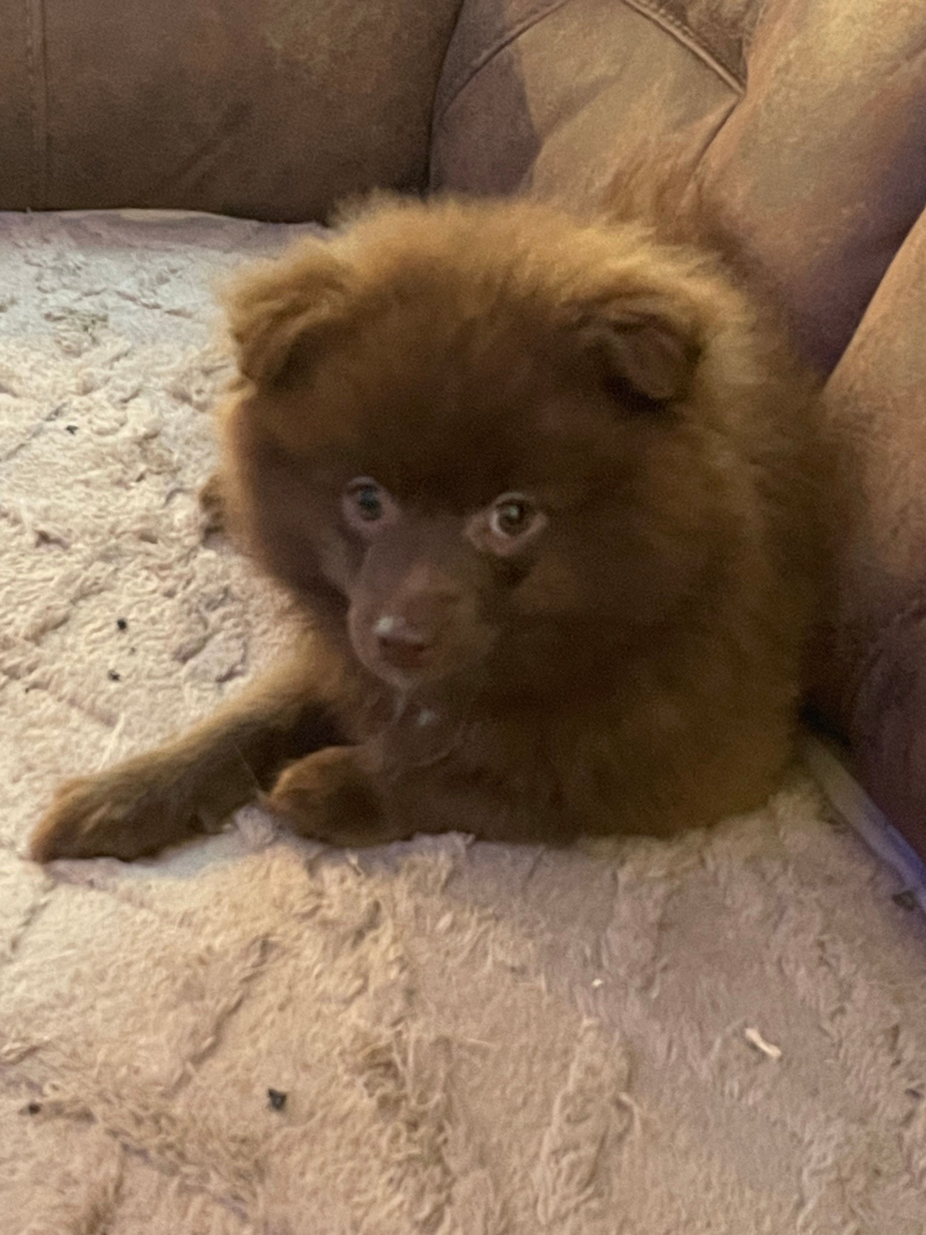 Coco – Pomeranian puppy for sale in New Braunfels, TX