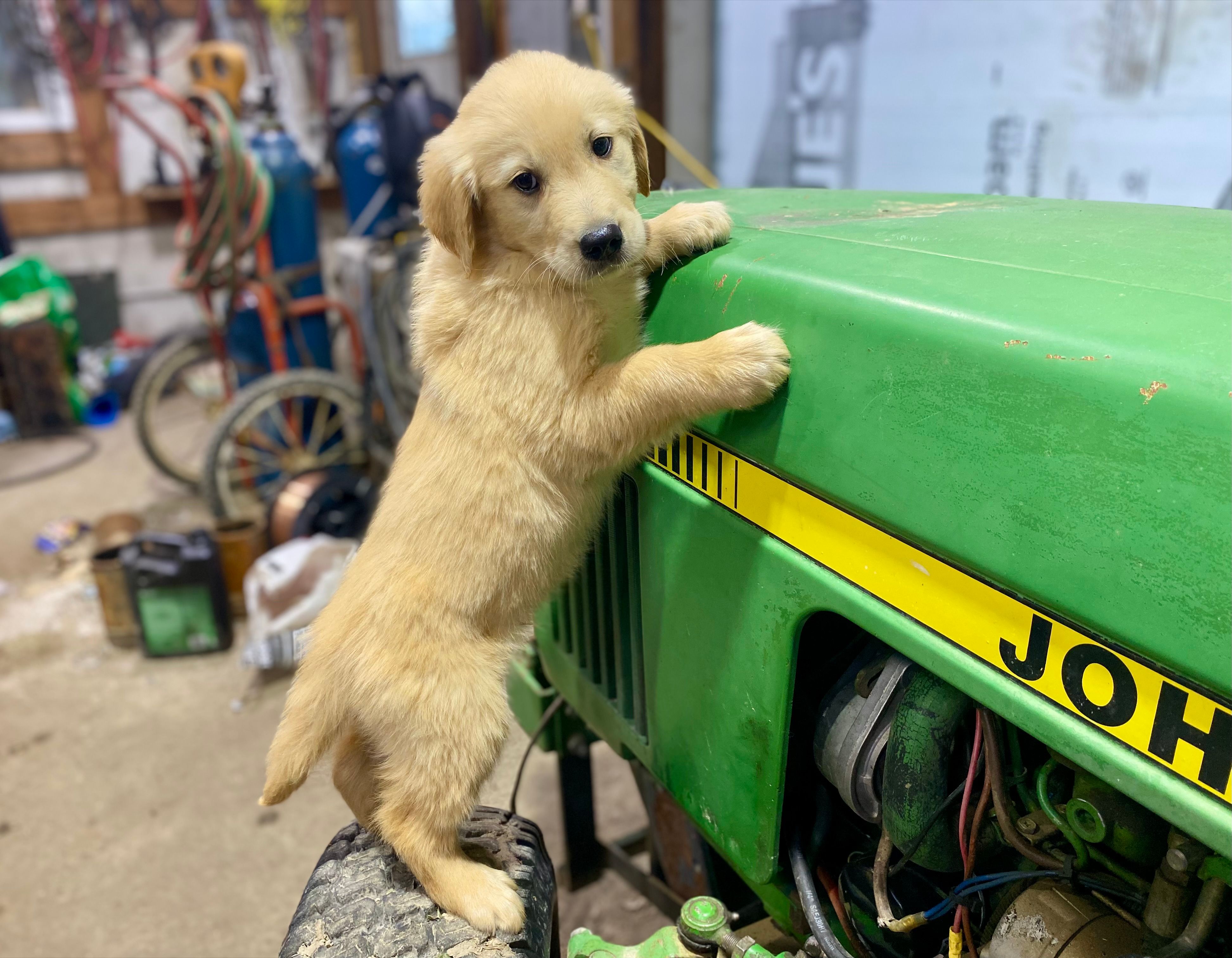 Jiji AKC – Golden Retriever puppy for sale in Murphysboro, IL
