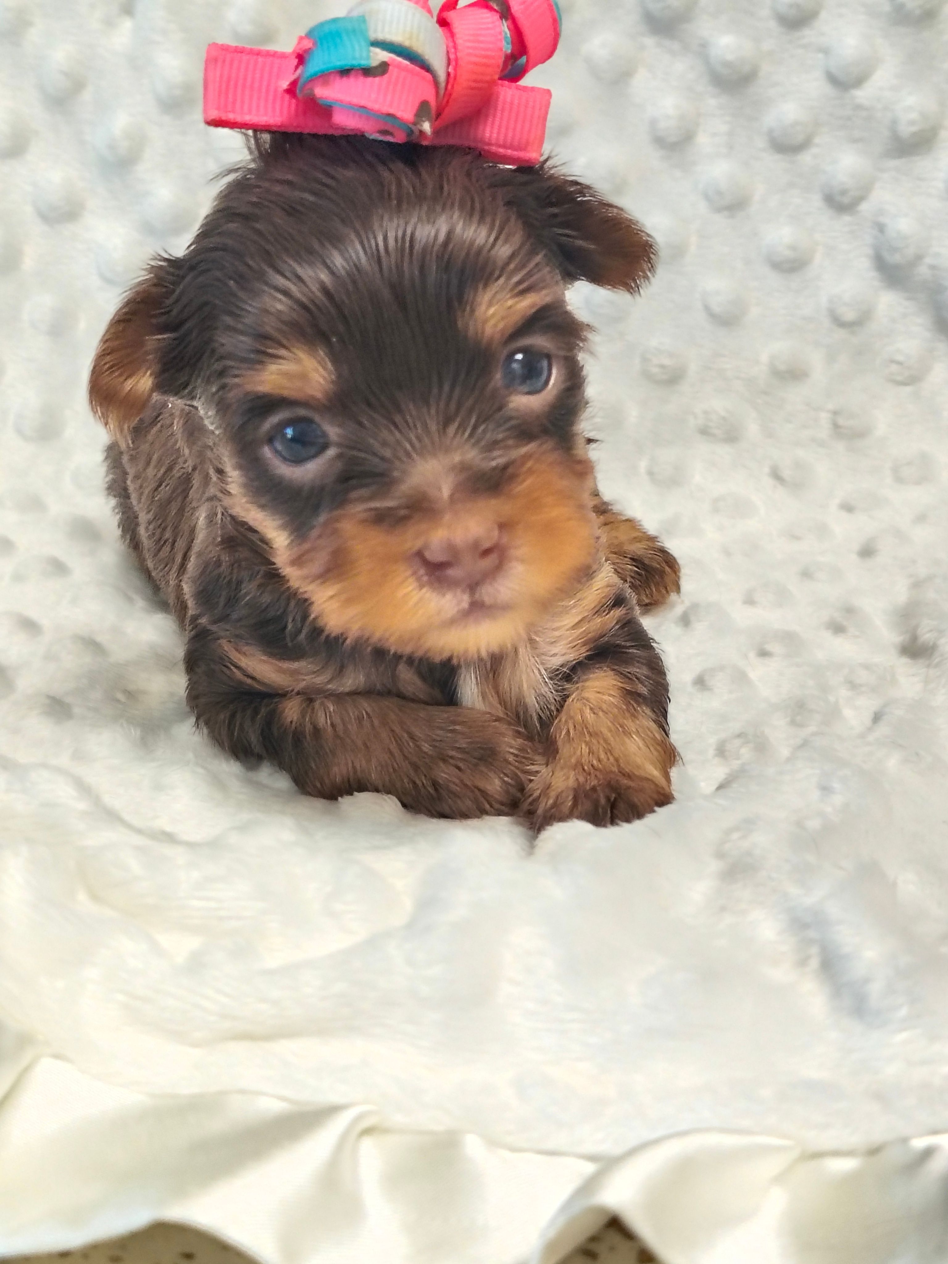 Tcup Yorkie female  – Yorkshire Terrier puppy for sale in Fort Myers, FL