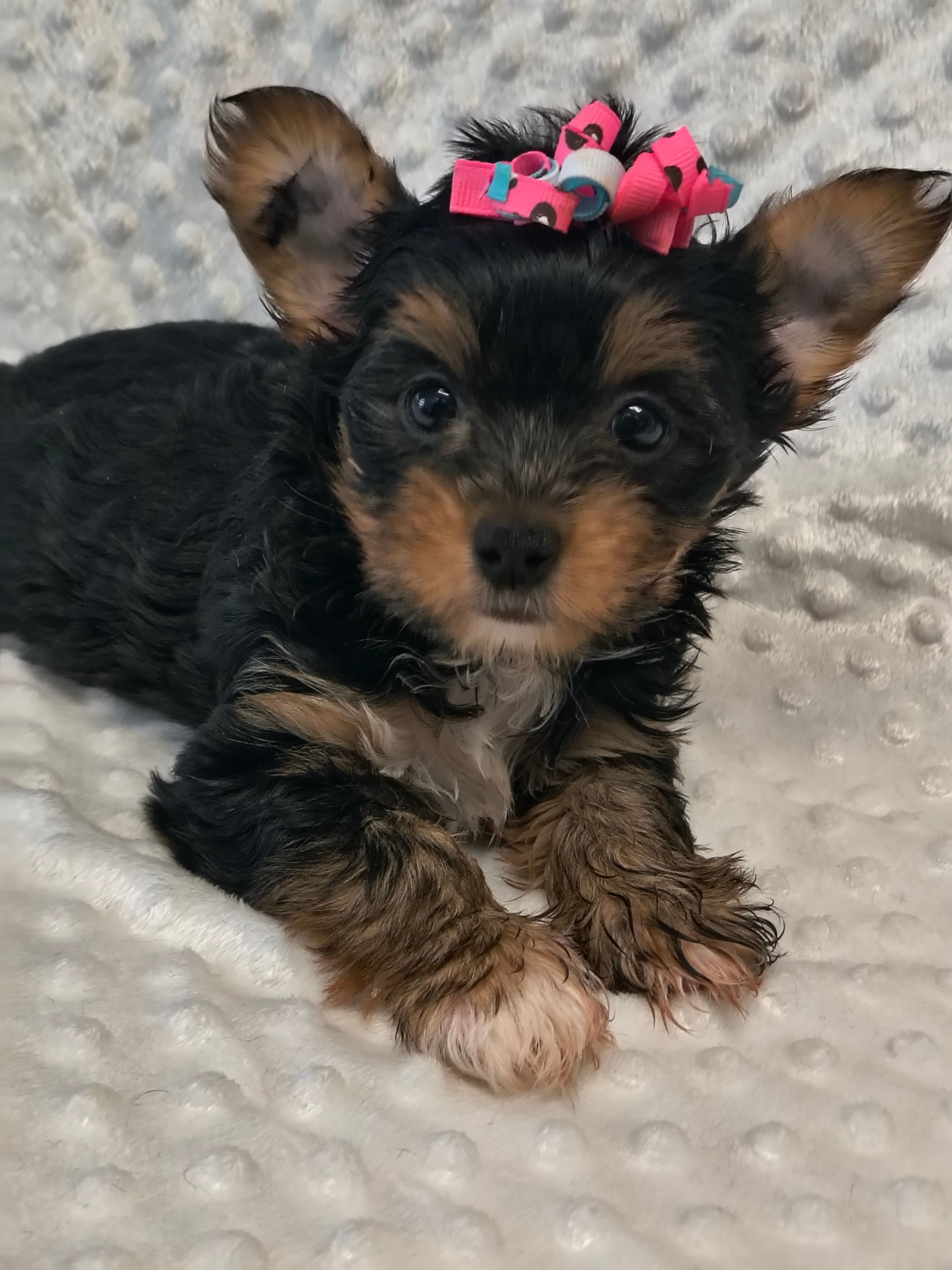 Yorkie female  – Yorkshire Terrier puppy for sale in Fort Myers, FL