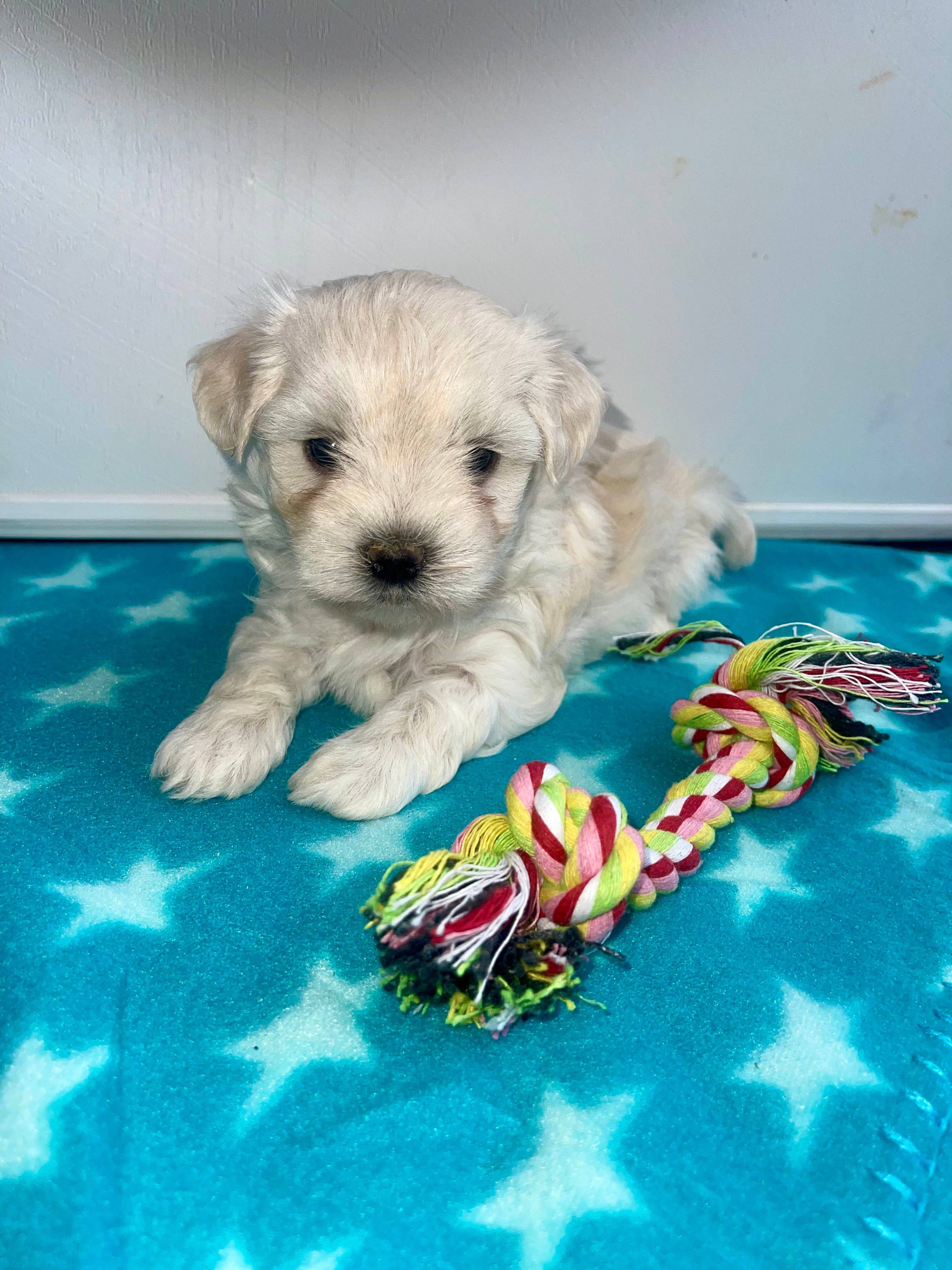 CKC Blue Girl – Maltese puppy for sale in Glasgow, KY