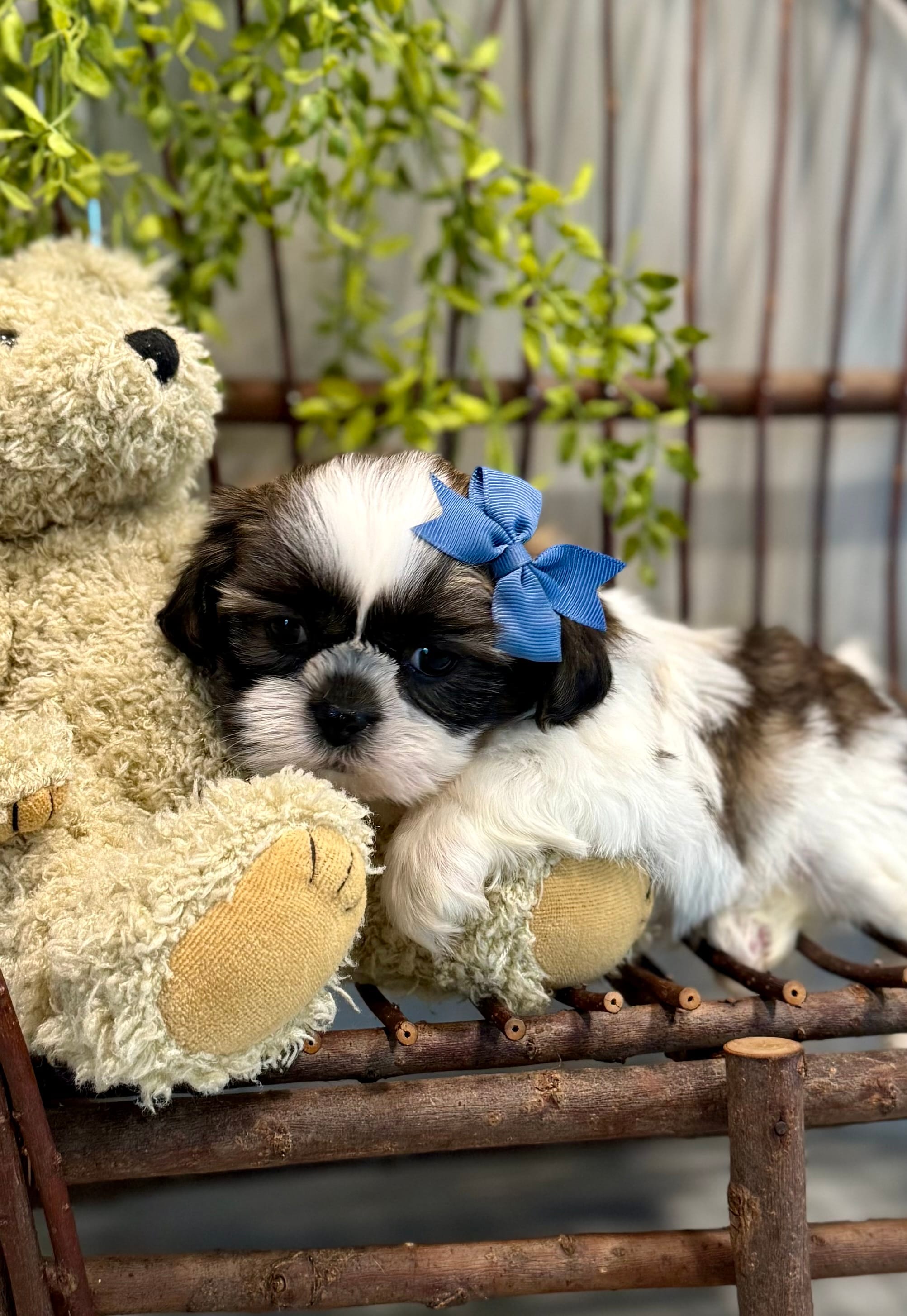 AKC Sawyer – Shih Tzu puppy for sale in Beach City, OH