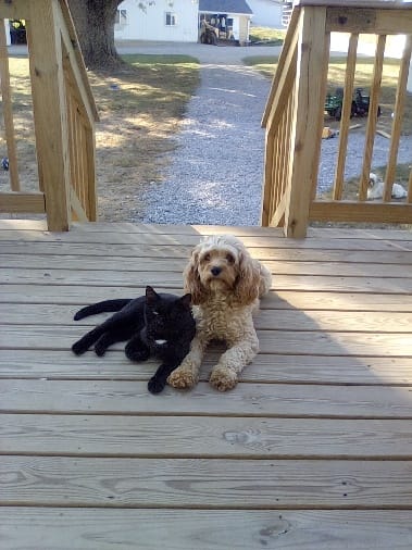 Rex – Cavapoo puppy for sale in Beach City, OH