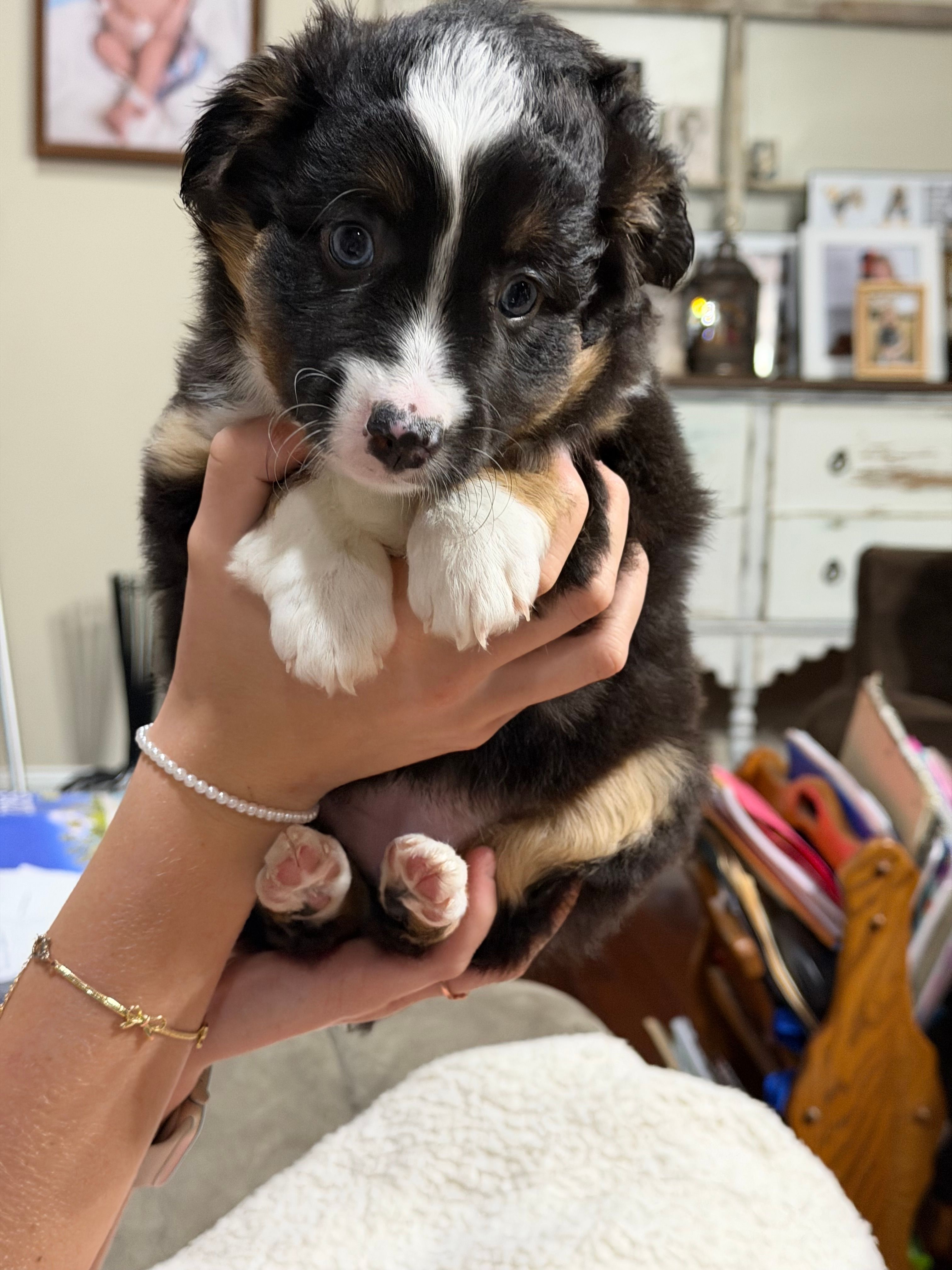 Buttercup – Miniature Australian Shepherd puppy for sale in Flat Rock, AL