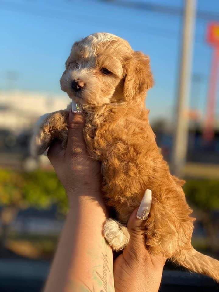 Pinki – Maltipoo, Poodle - Toy  puppy for sale in Sacramento, CA