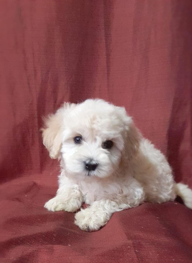 Rinki – Maltipoo, Poodle - Toy  puppy for sale in Sacramento, CA