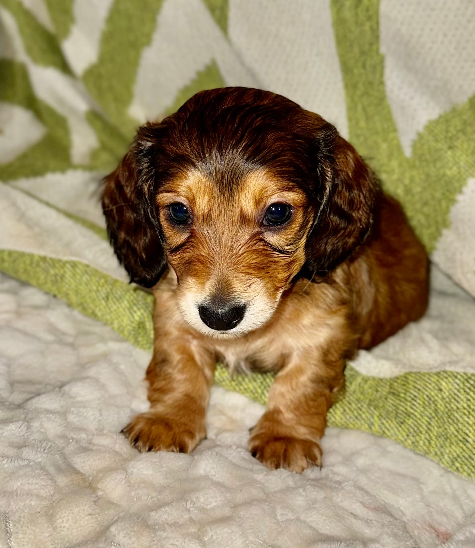 AKC Male🩵 – Miniature Dachshund puppy for sale in Boiling Springs, SC