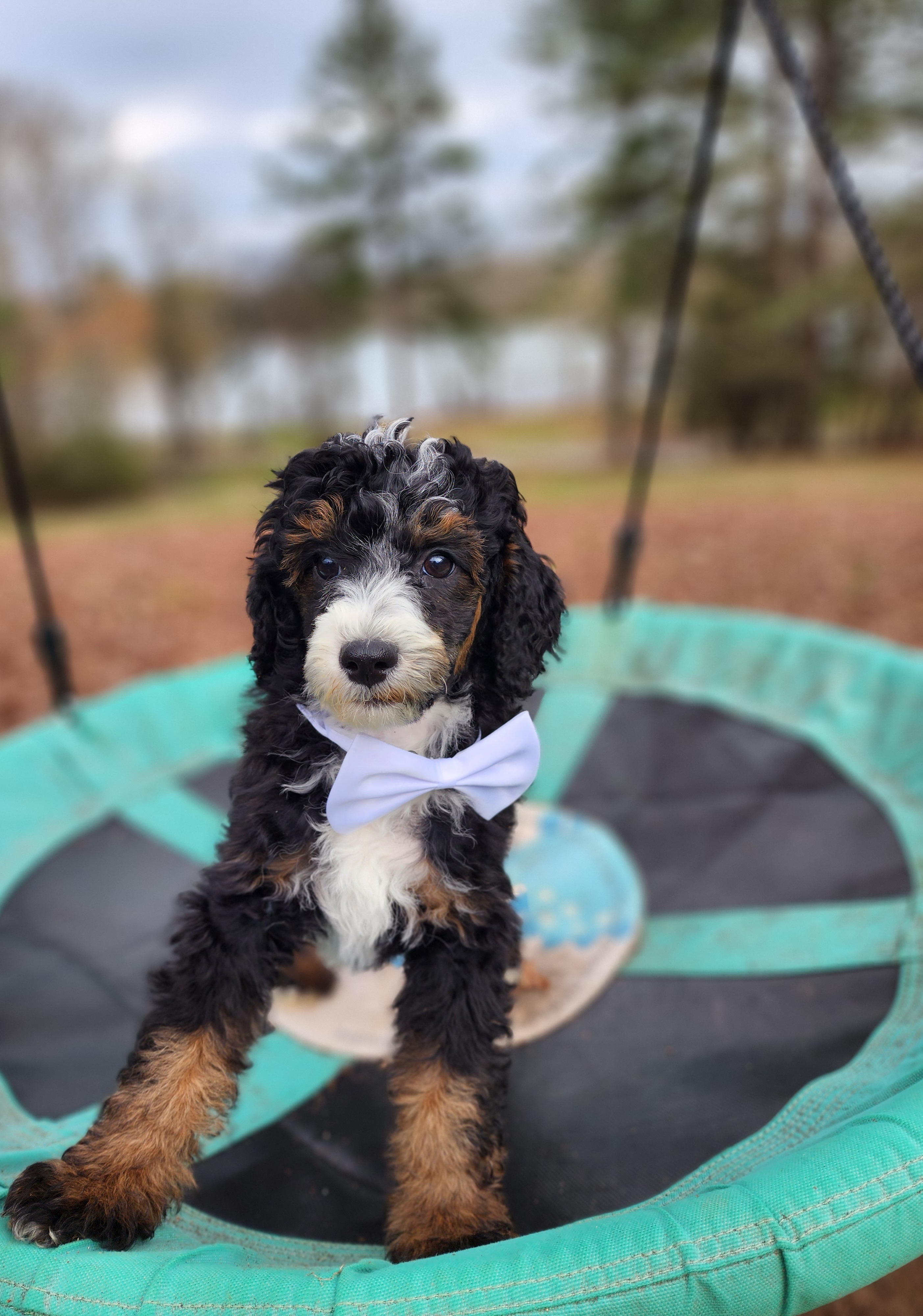 Charlie - AKC - Clear – Poodle - Miniature  puppy for sale in Spring City, TN