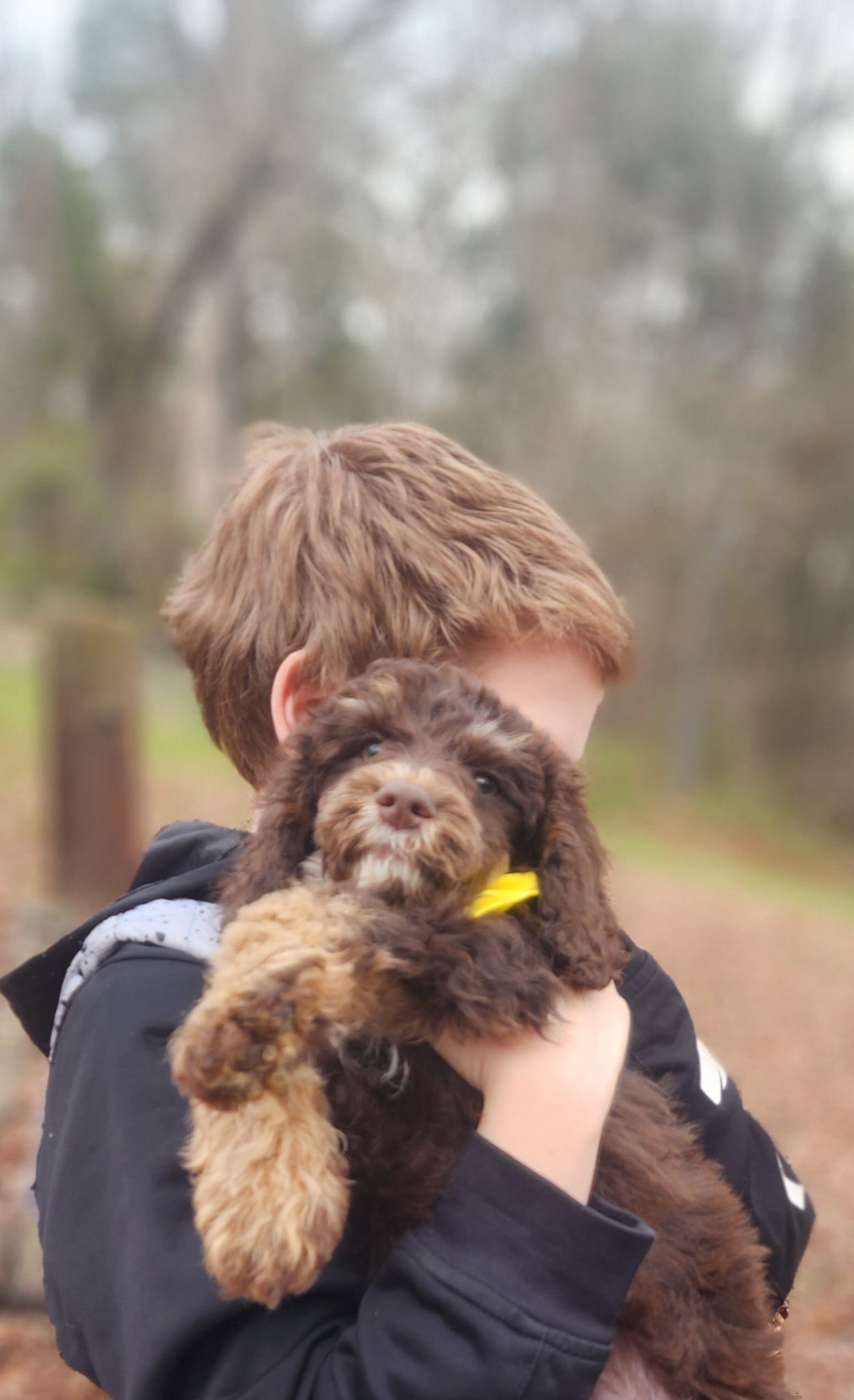 Twix - Akc  – Poodle - Miniature  puppy for sale in Spring City, TN