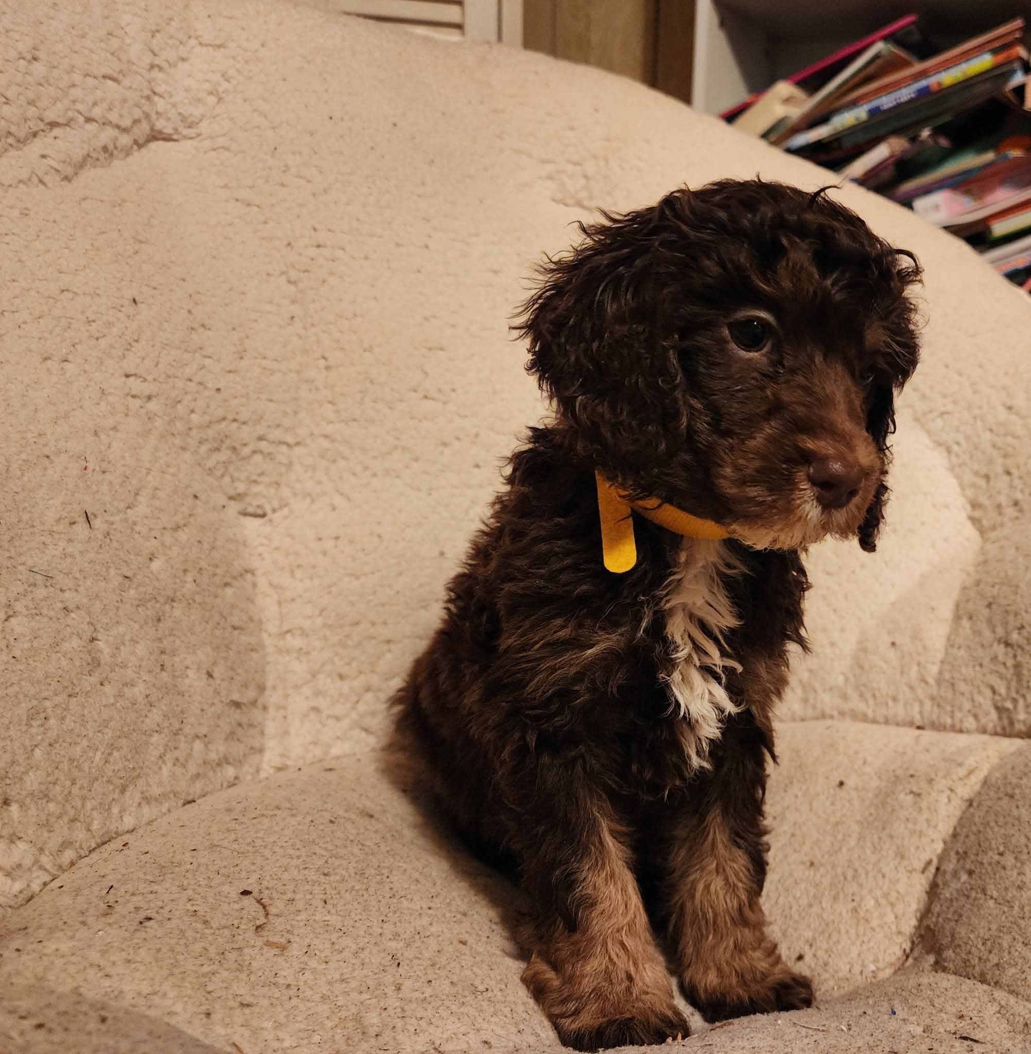 Twix - Akc  – Poodle - Miniature  puppy for sale in Spring City, TN