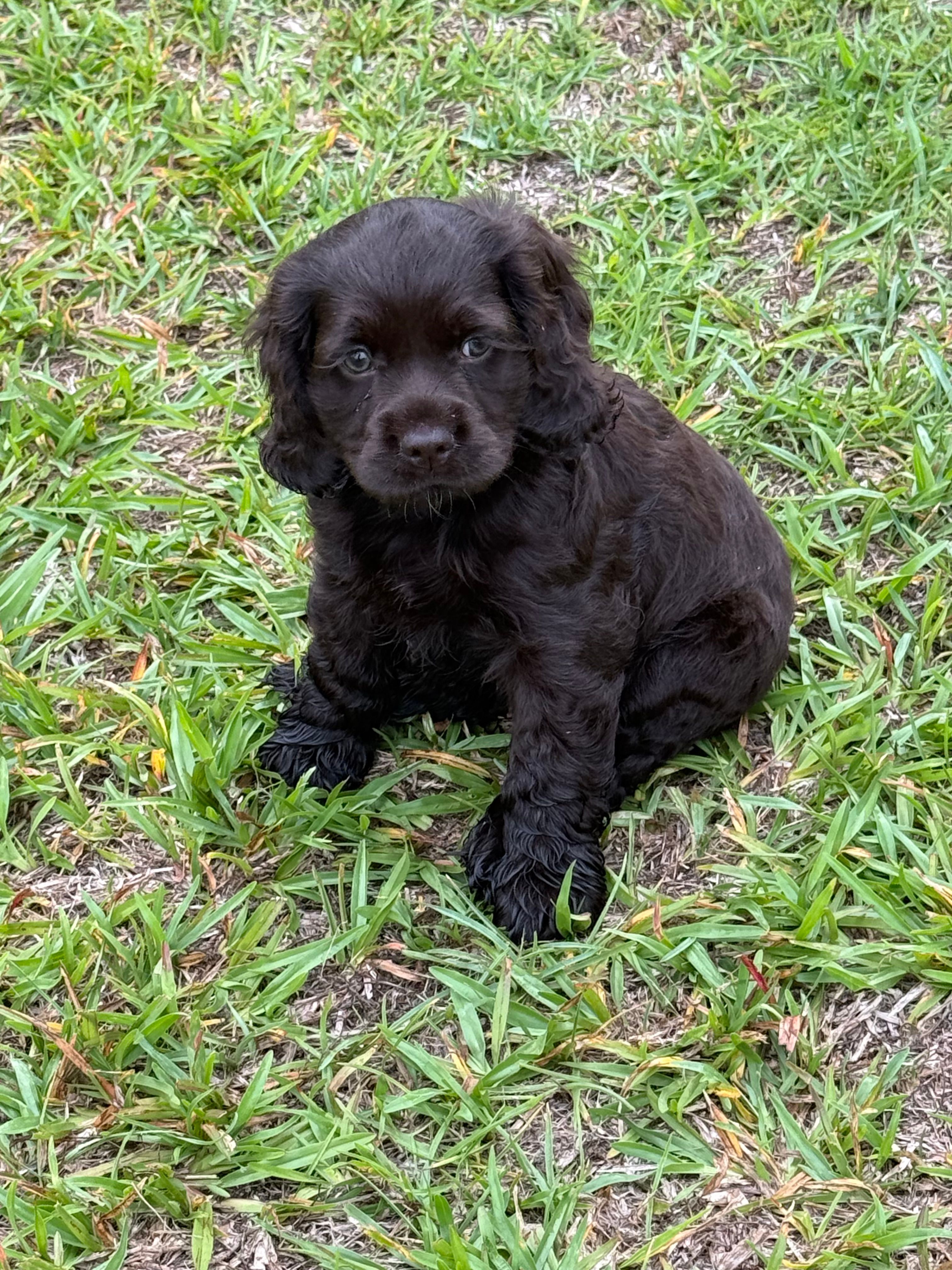 Boy – Cocker Spaniel puppy for sale in Orangeburg, SC