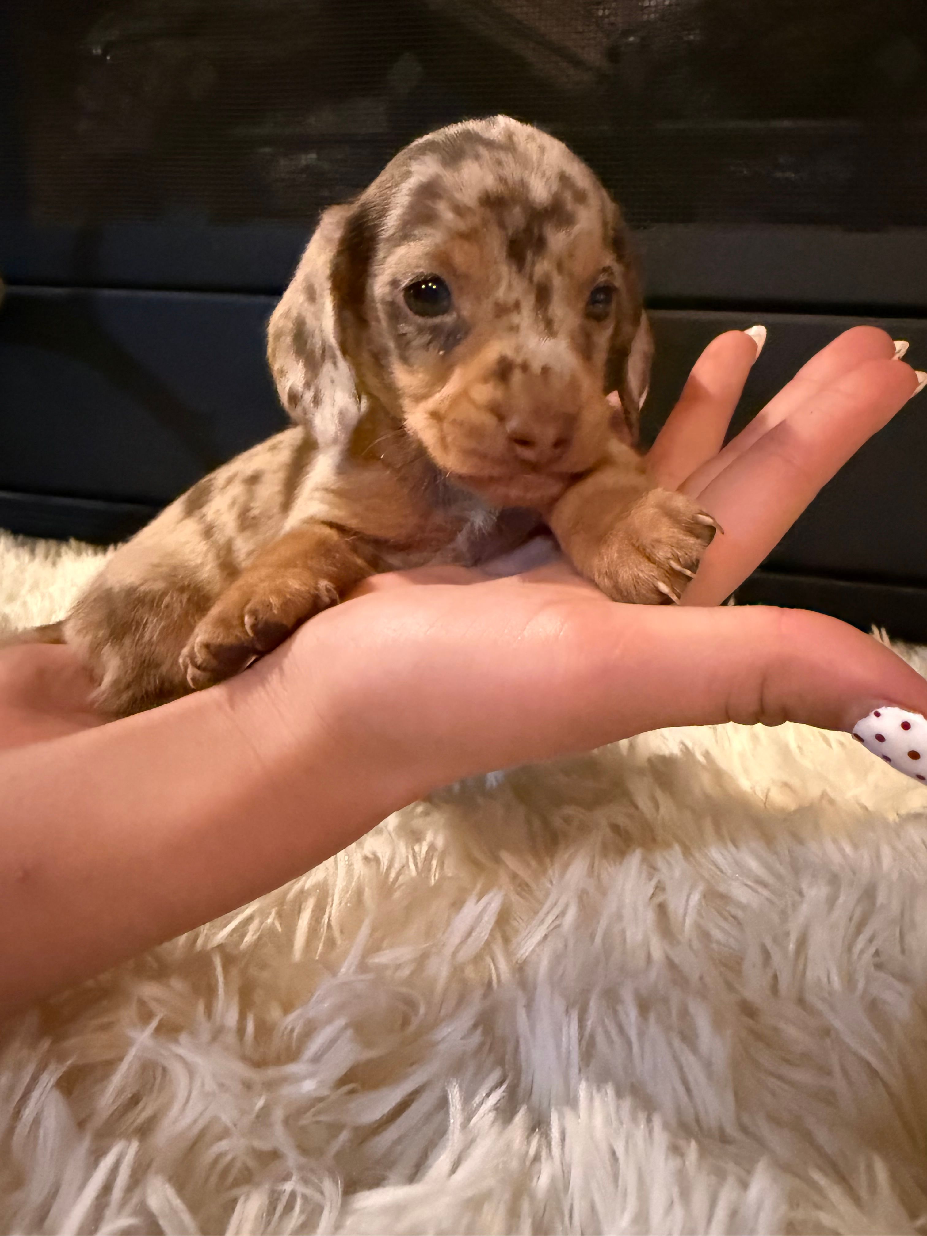 Chico – Miniature Dachshund puppy for sale in Stilwell, OK