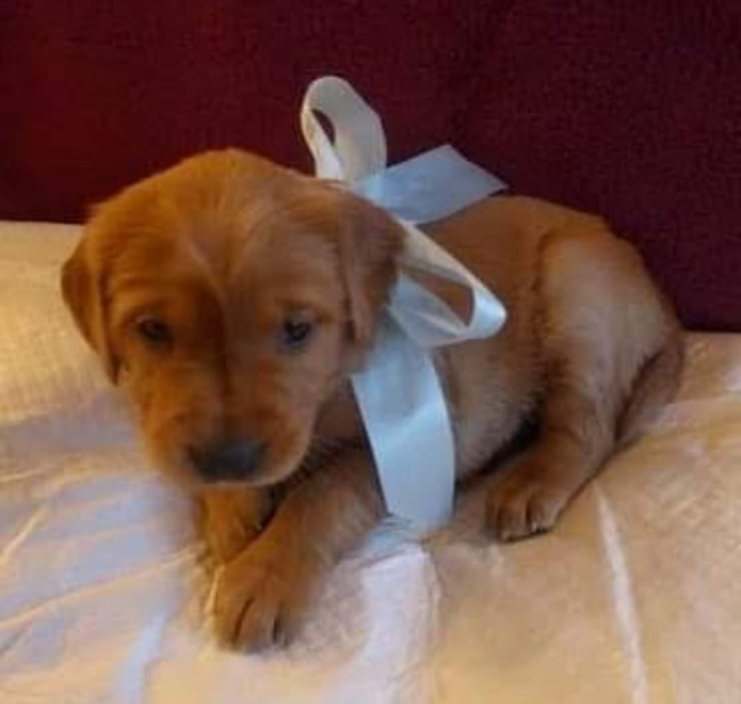Abby – Golden Retriever puppy for sale in Rathdrum, ID