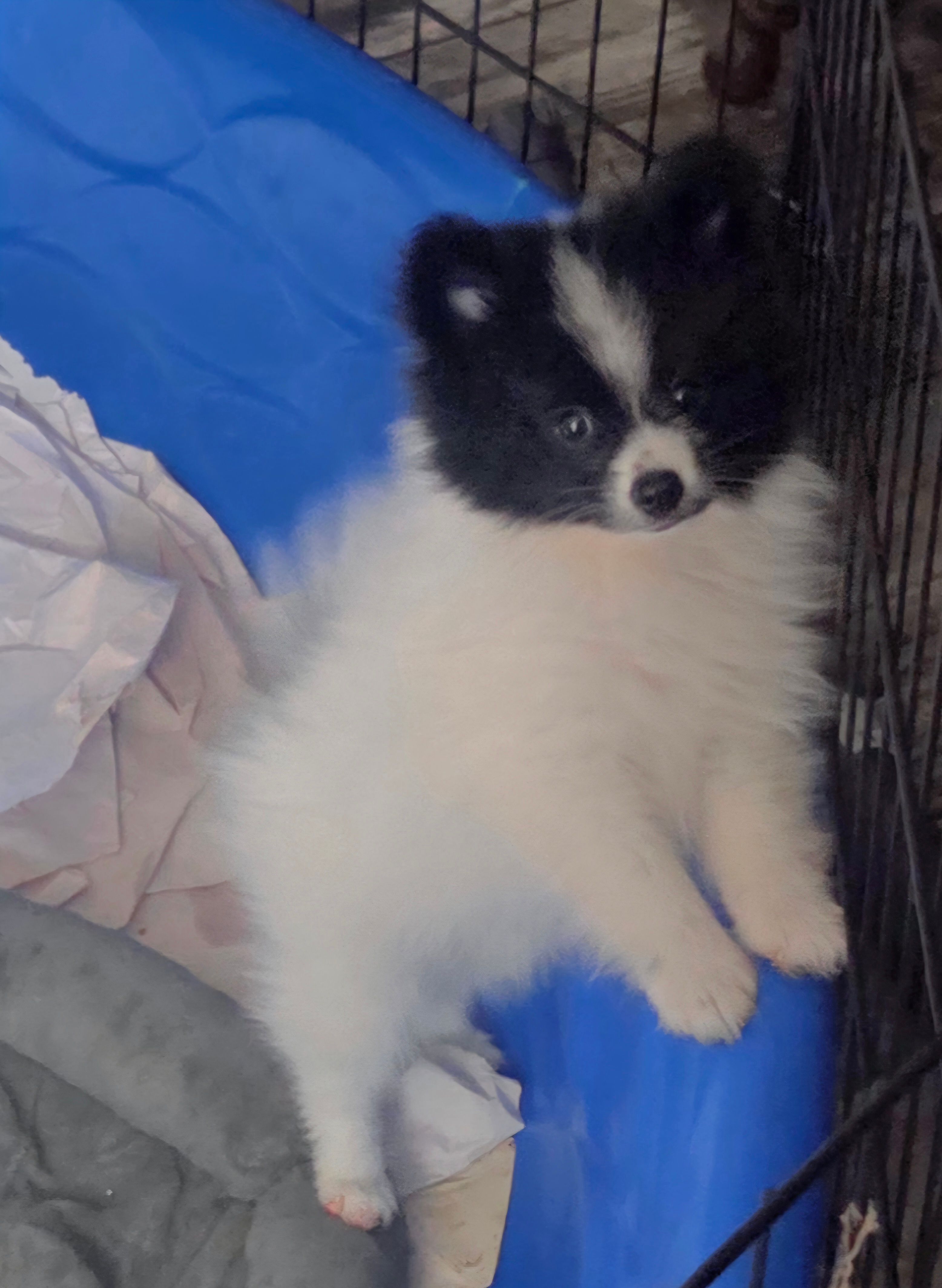 Sheldon – Pomeranian puppy for sale in Spotsylvania, VA