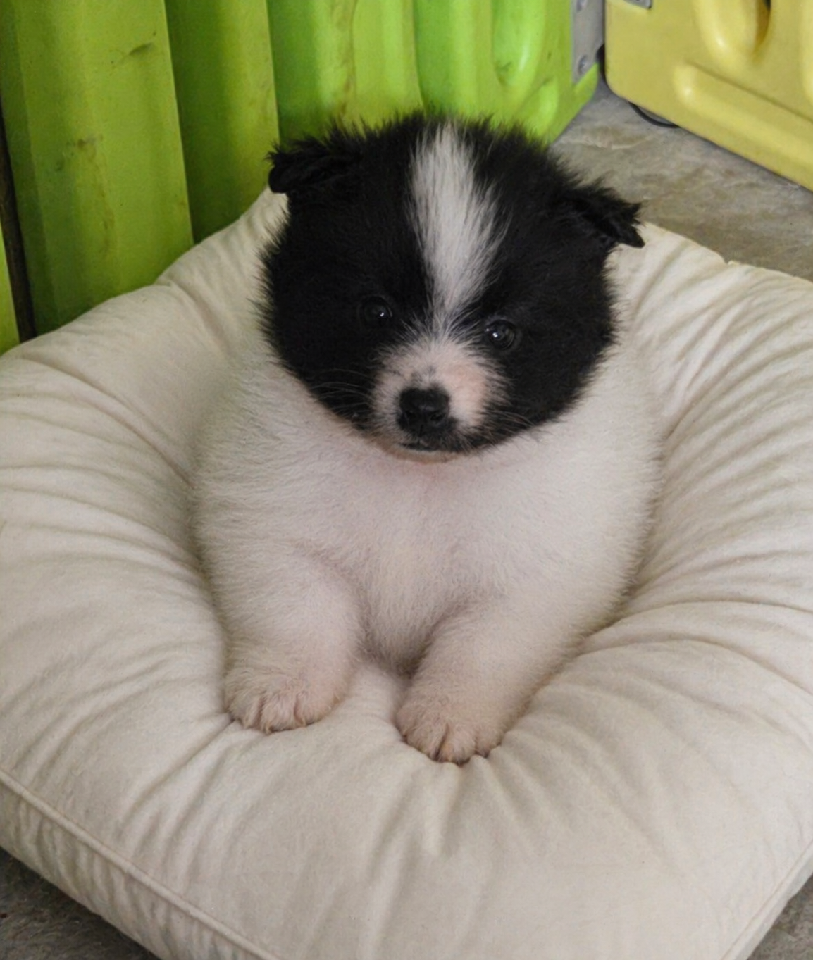 Sheldon – Pomeranian puppy for sale in Spotsylvania, VA