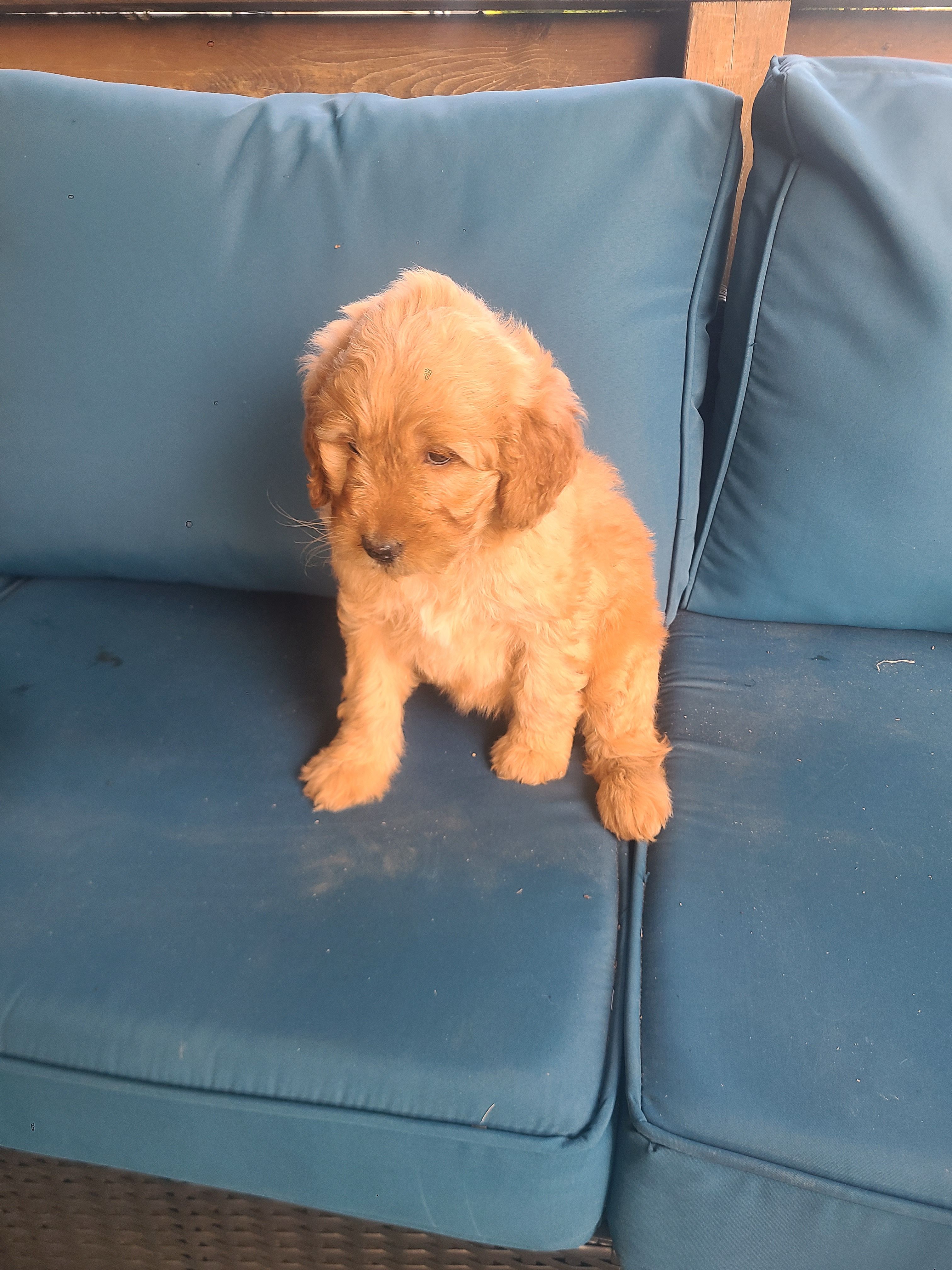 Monica – Goldendoodle puppy for sale in Bristol, IN