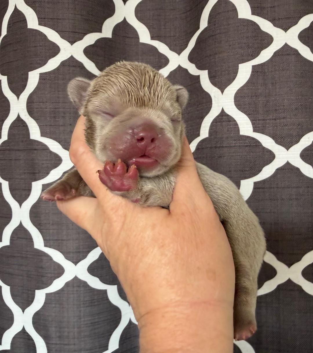 Lake – French Bulldog puppy for sale in Beaumont, CA