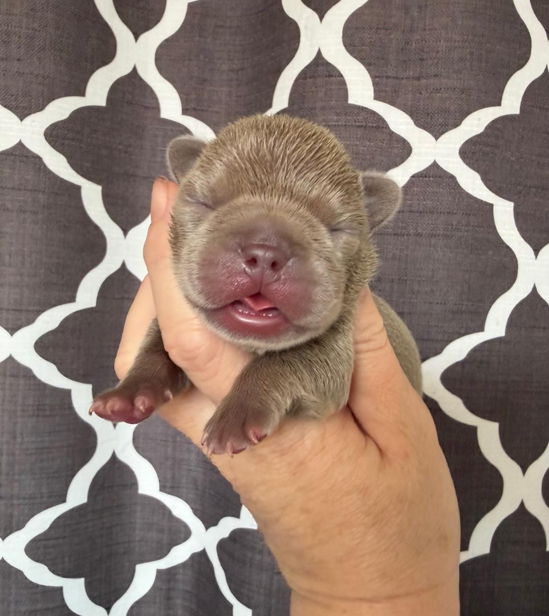 Rosie  – French Bulldog puppy for sale in Beaumont, CA