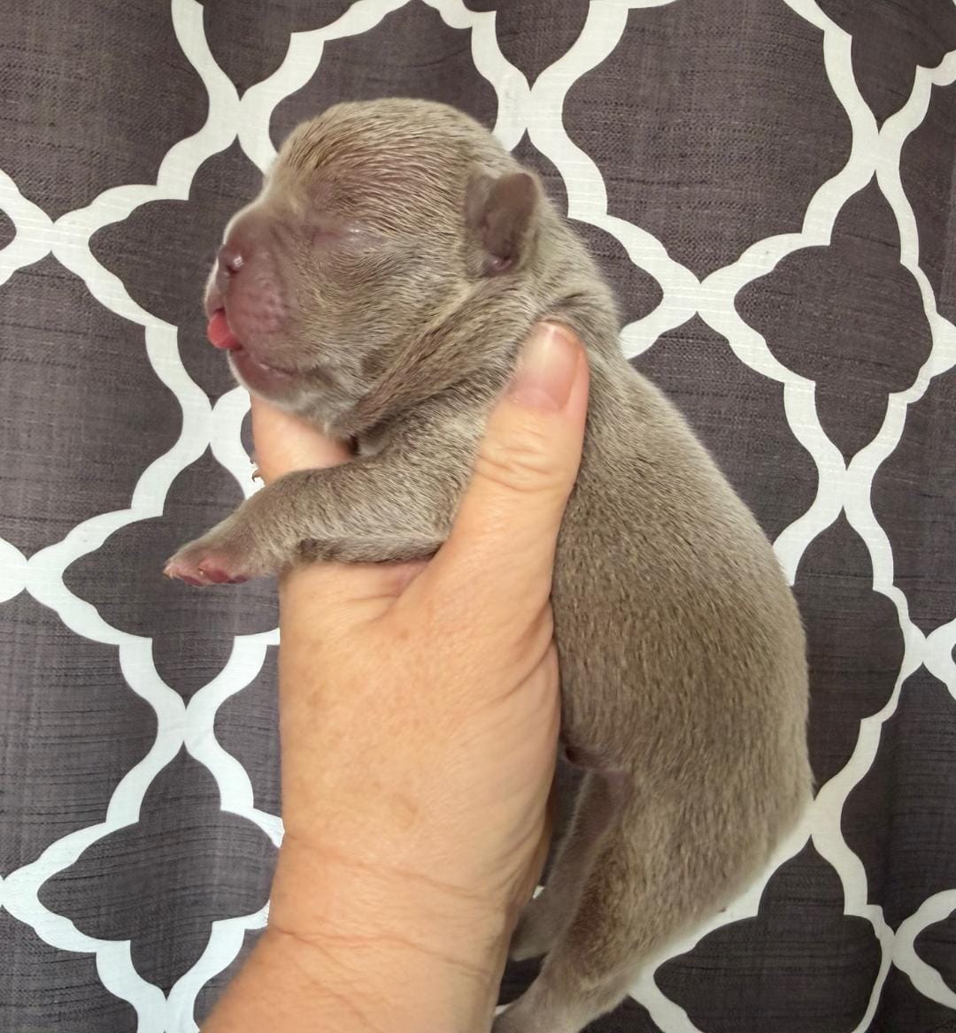 Charlie  – French Bulldog puppy for sale in Beaumont, CA