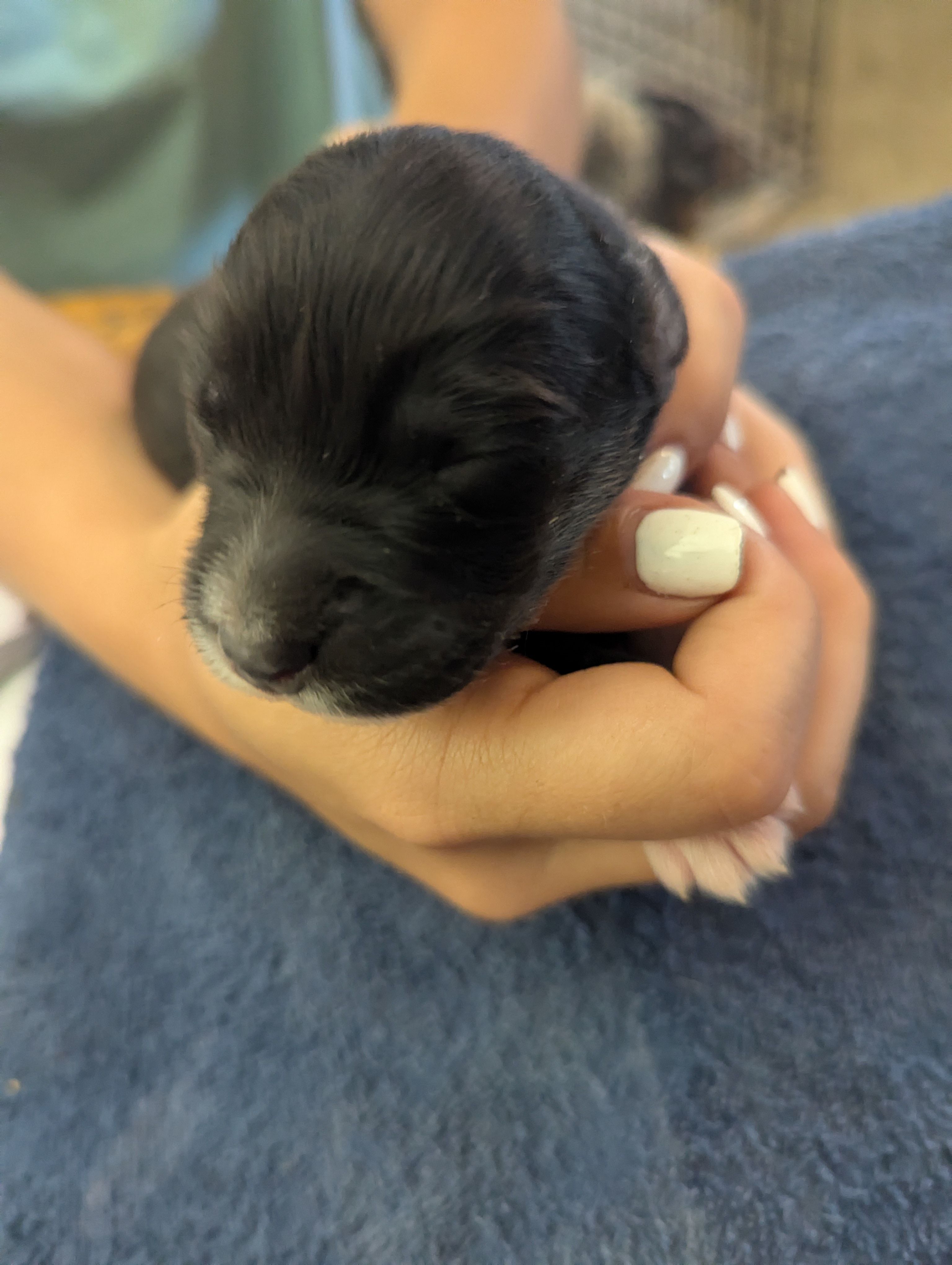 Novas boy  – Australian Shepherd puppy for sale in Brooksville, FL