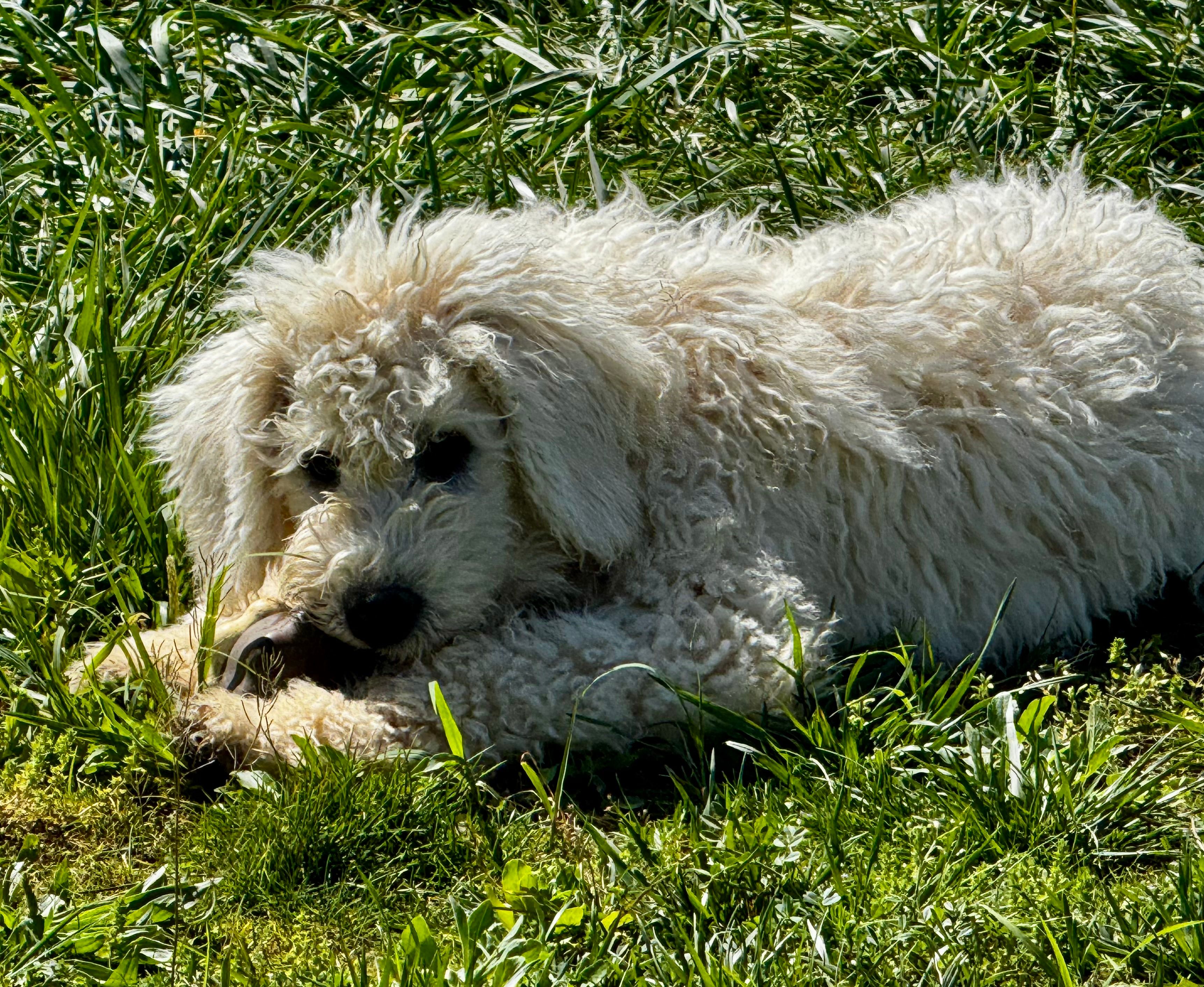Bergy – Komondor puppy for sale in Nashville, TN
