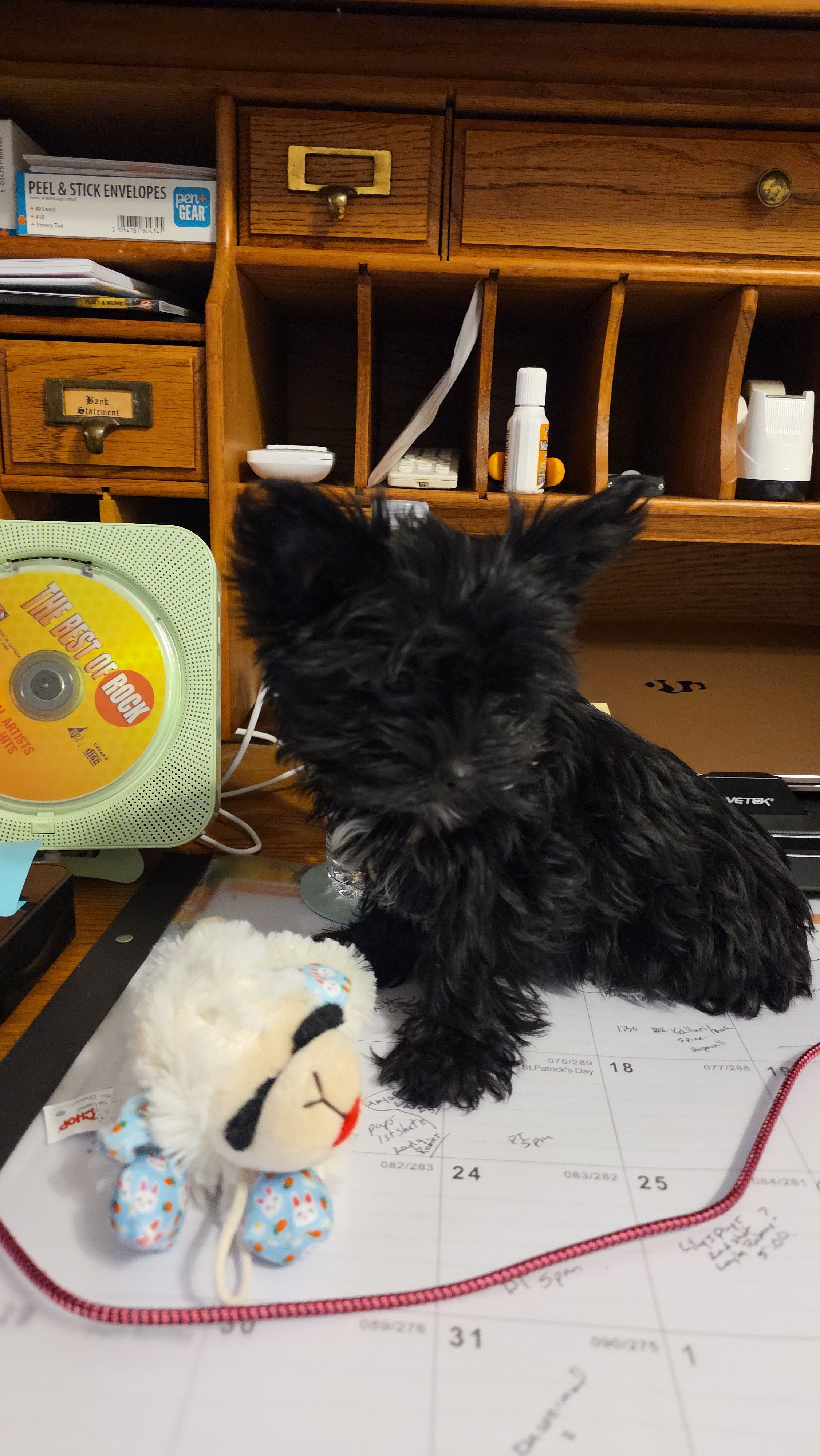 Onyx – Yorkshire Terrier puppy for sale in Jarratt, VA