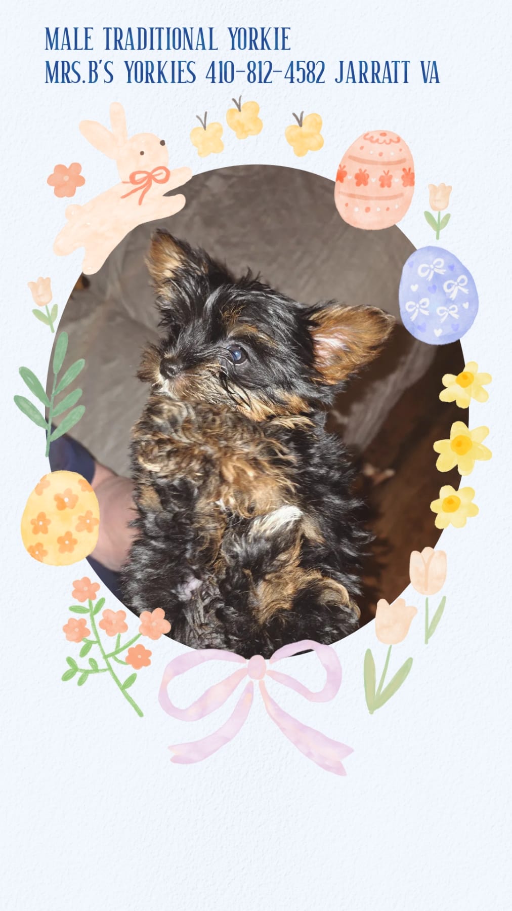 Bode – Yorkshire Terrier puppy for sale in Jarratt, VA