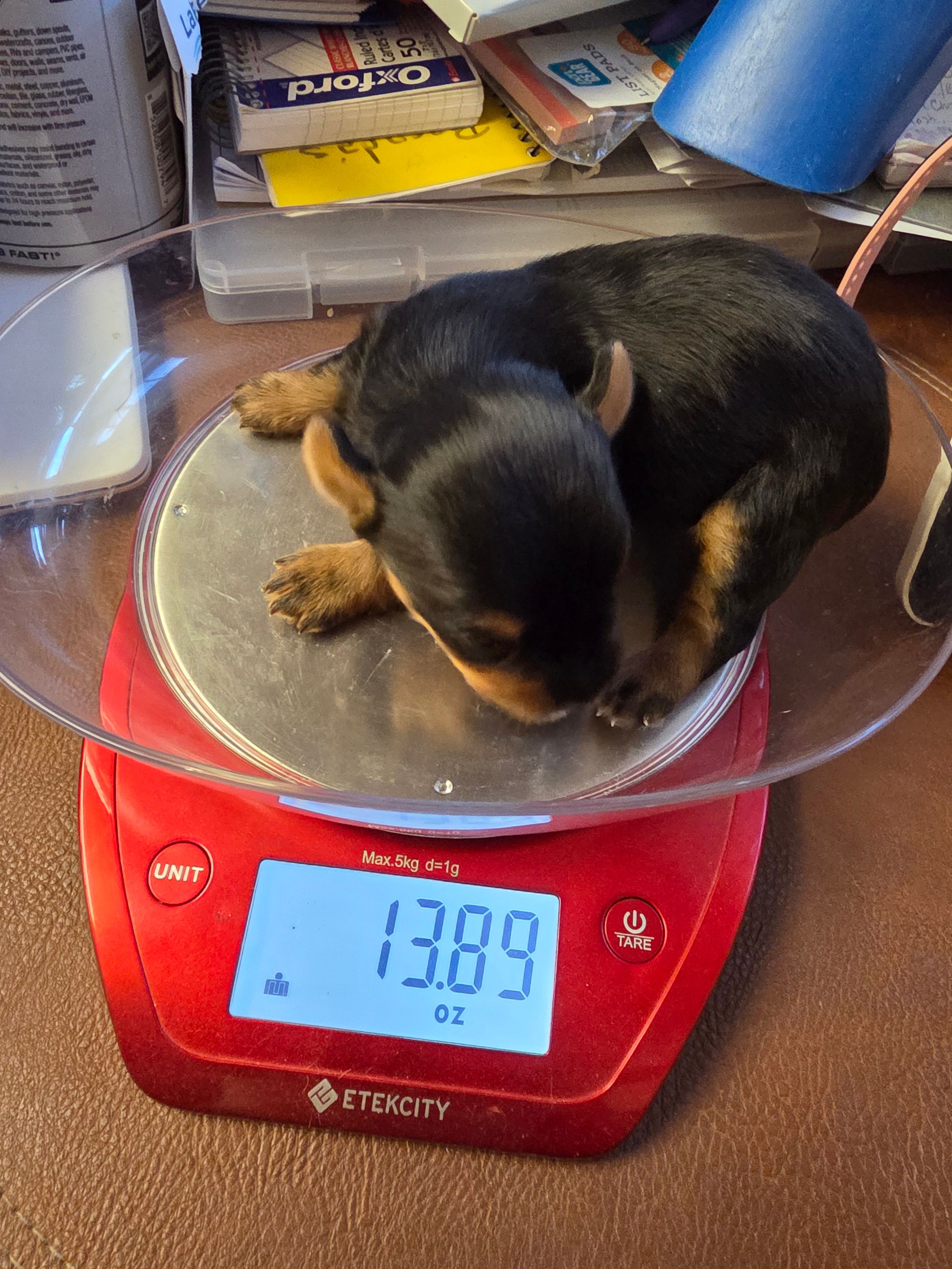 Blair – Yorkshire Terrier puppy for sale in Jarratt, VA