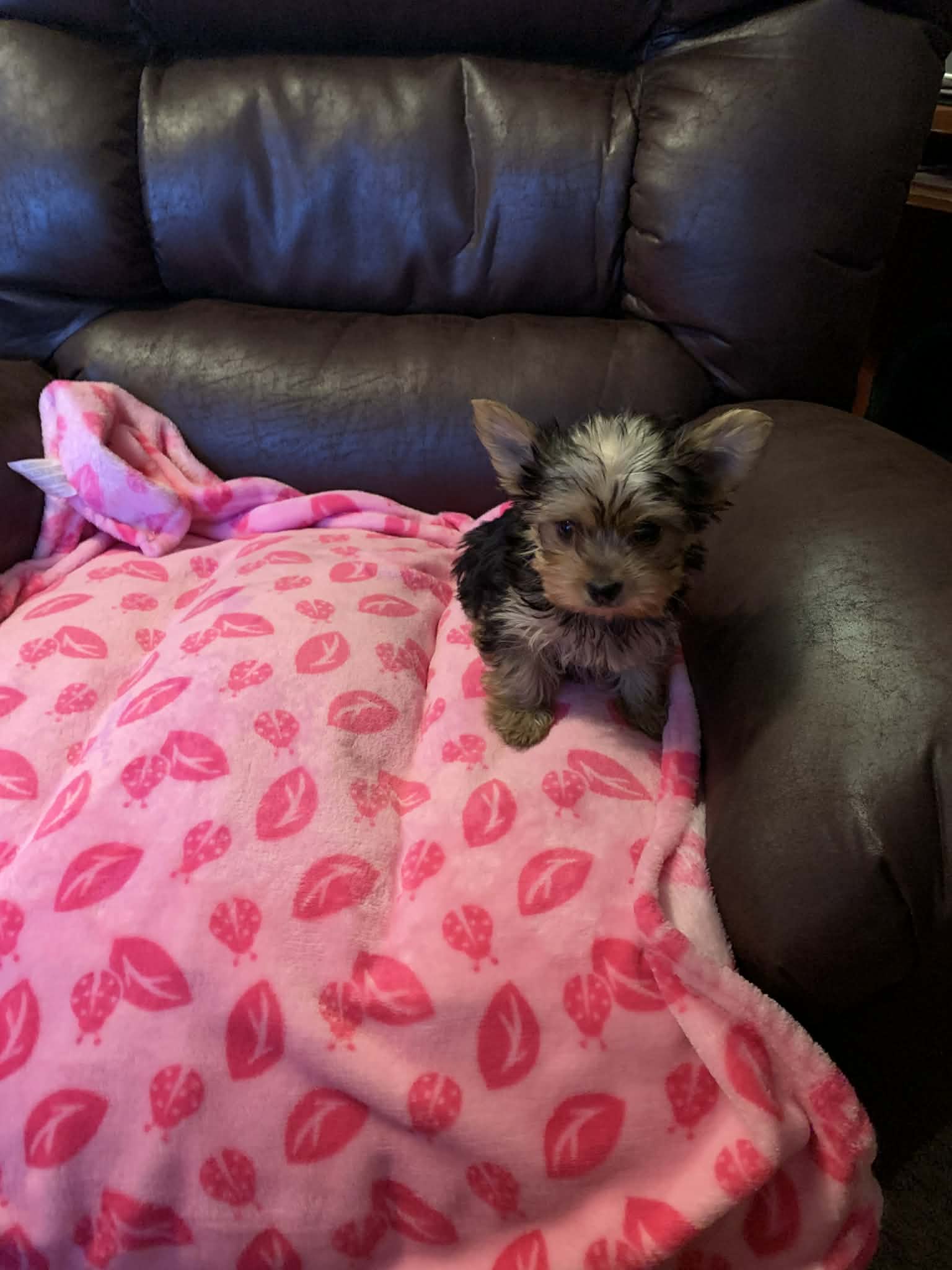 Princess – Yorkshire Terrier puppy for sale in Tulsa, OK