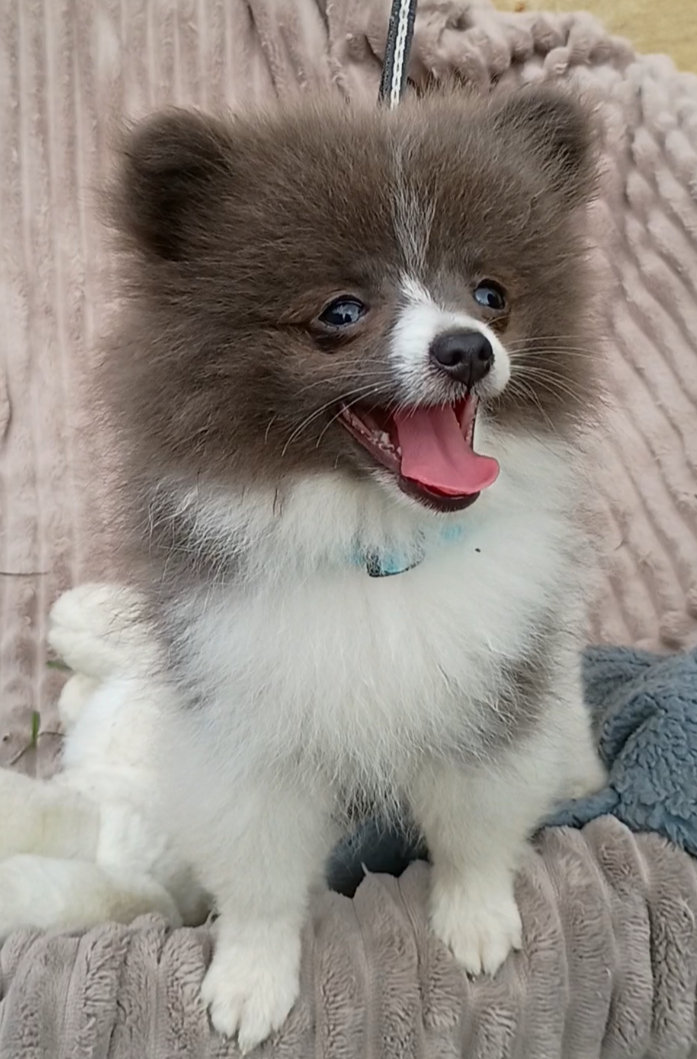PLUTO- Blue & White Parti/Small – Pomeranian puppy for sale in Lebanon, OR