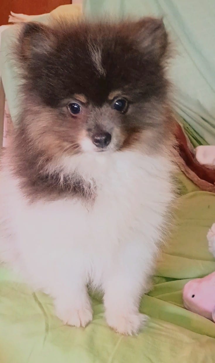 'Donald' – Pomeranian puppy for sale in Lebanon, OR