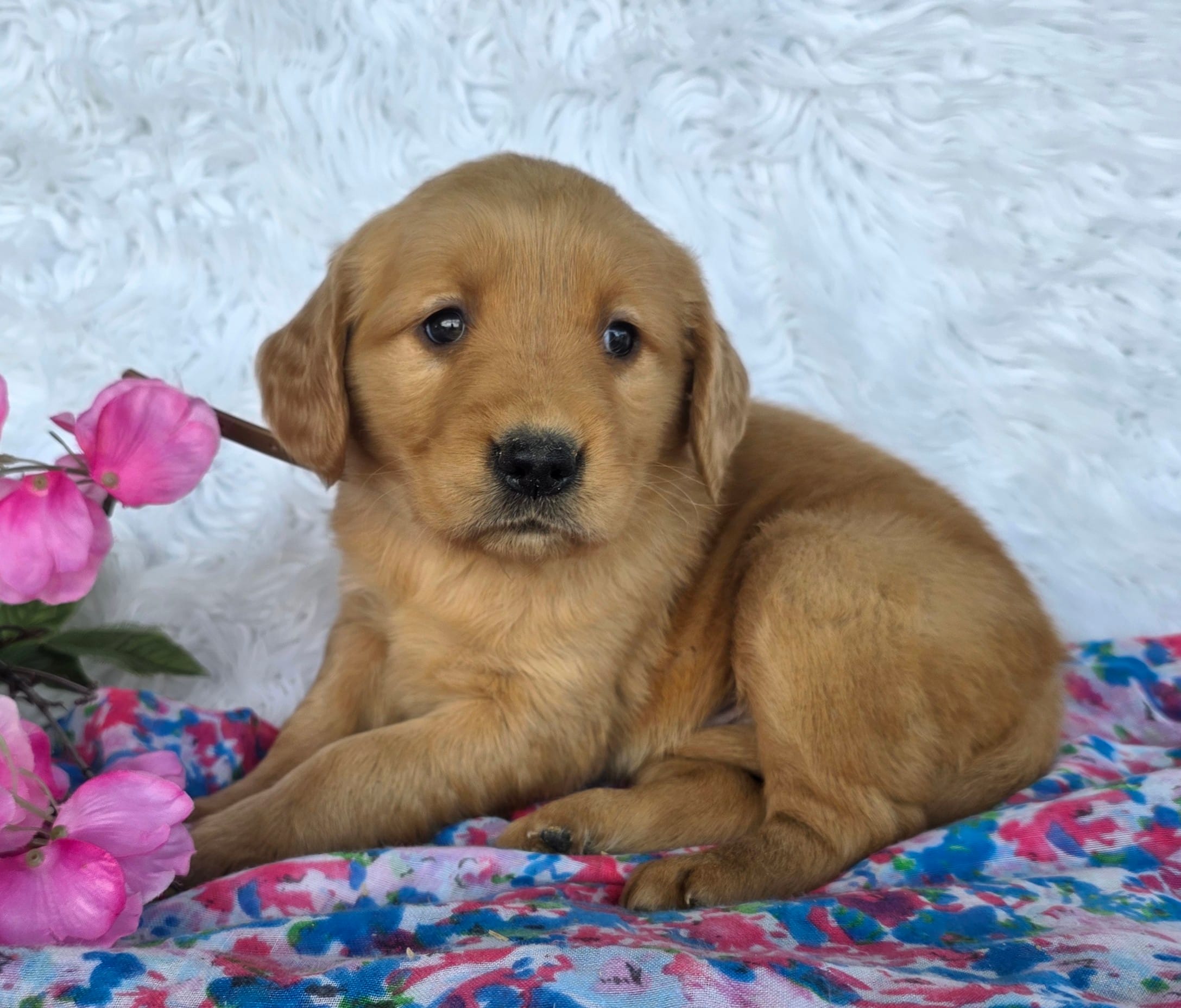 Lacy – Golden Retriever puppy for sale in Woodburn, IN