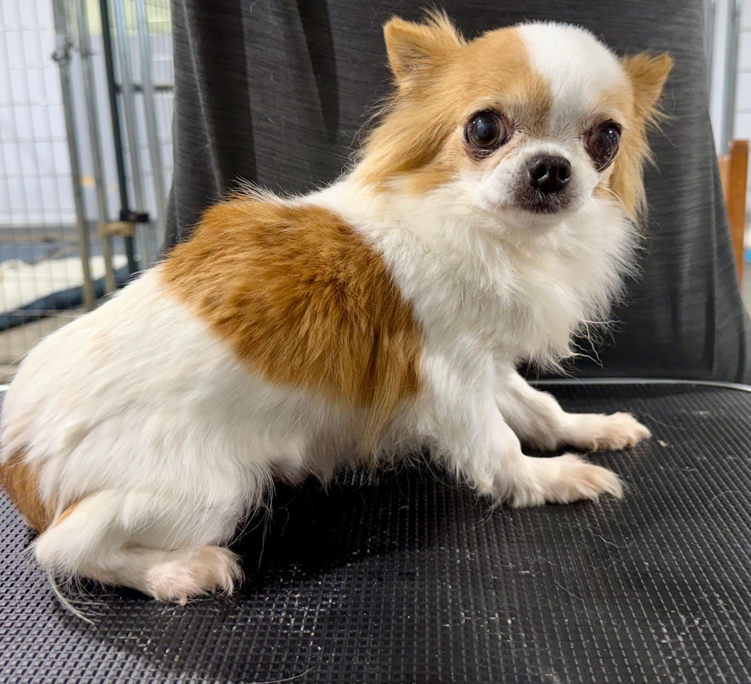 Pebbles – Chihuahua puppy for sale in Belton, MO