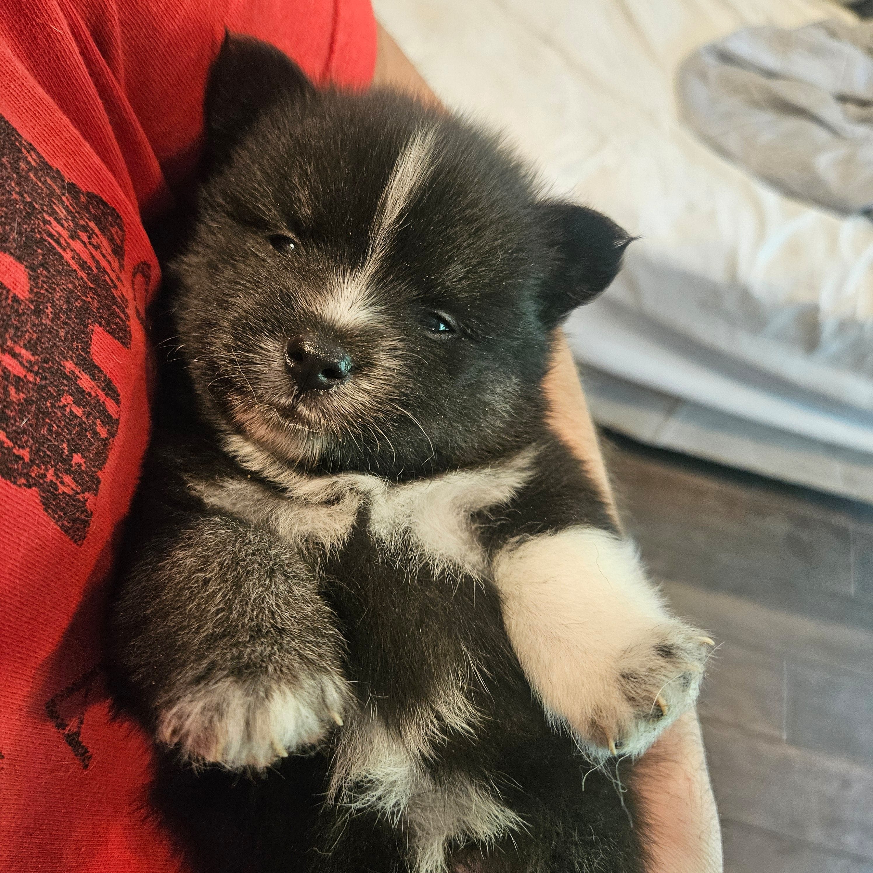 Jack White, a male Pomsky for sale in Ocala, FL – 4 of 4