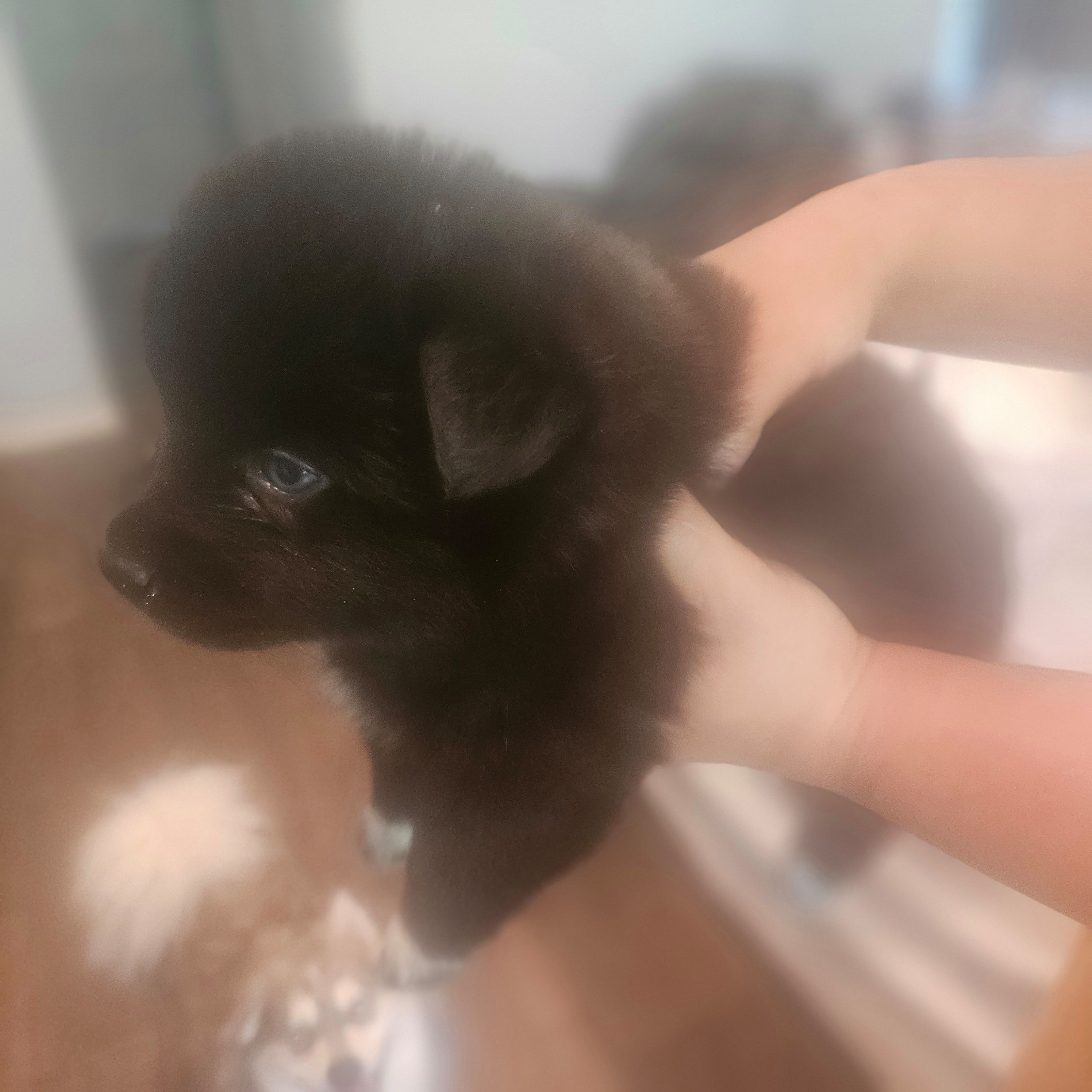Bear, a male Pomsky for sale in Ocala, FL – 3 of 4