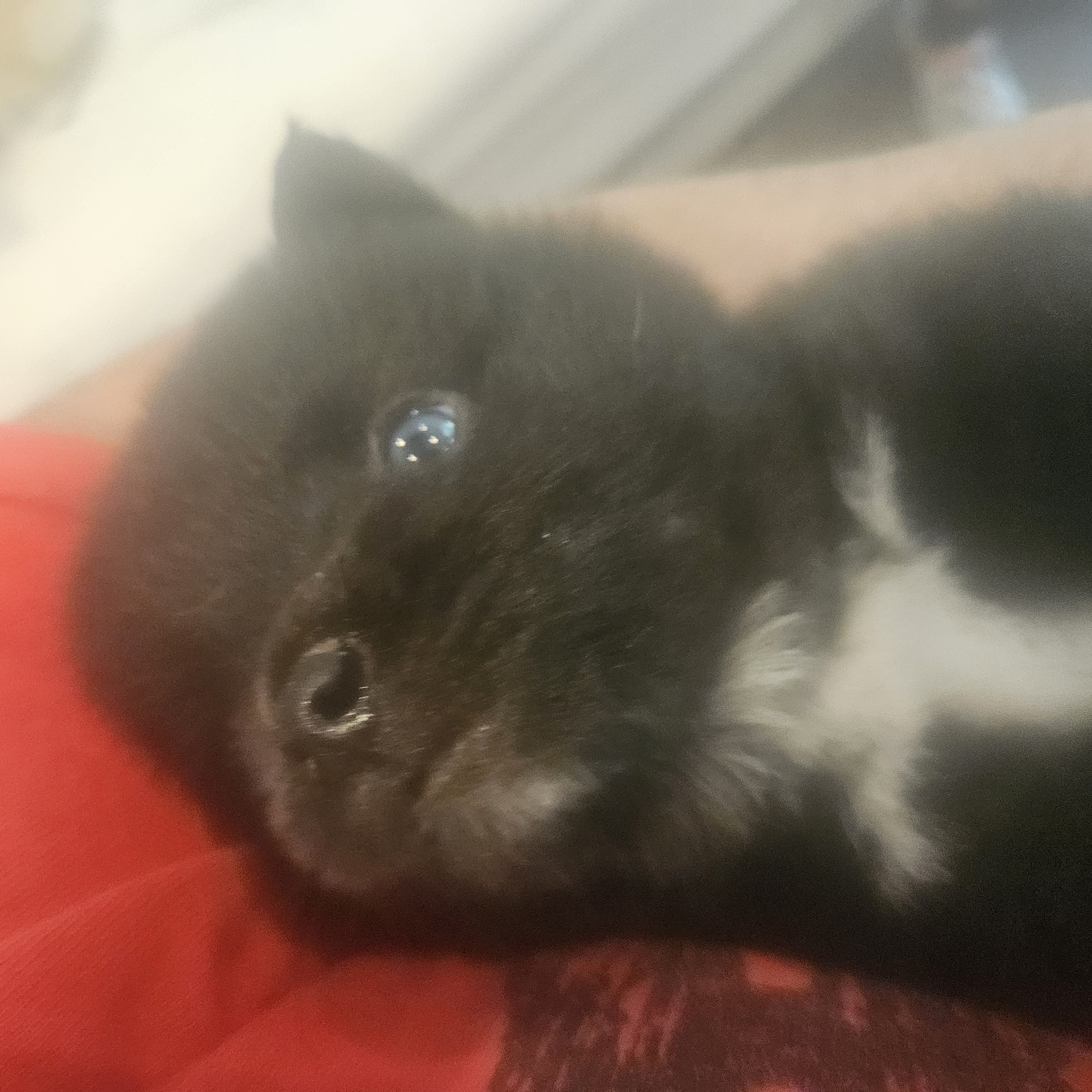 James, a male Pomsky for sale in Ocala, FL – 4 of 6
