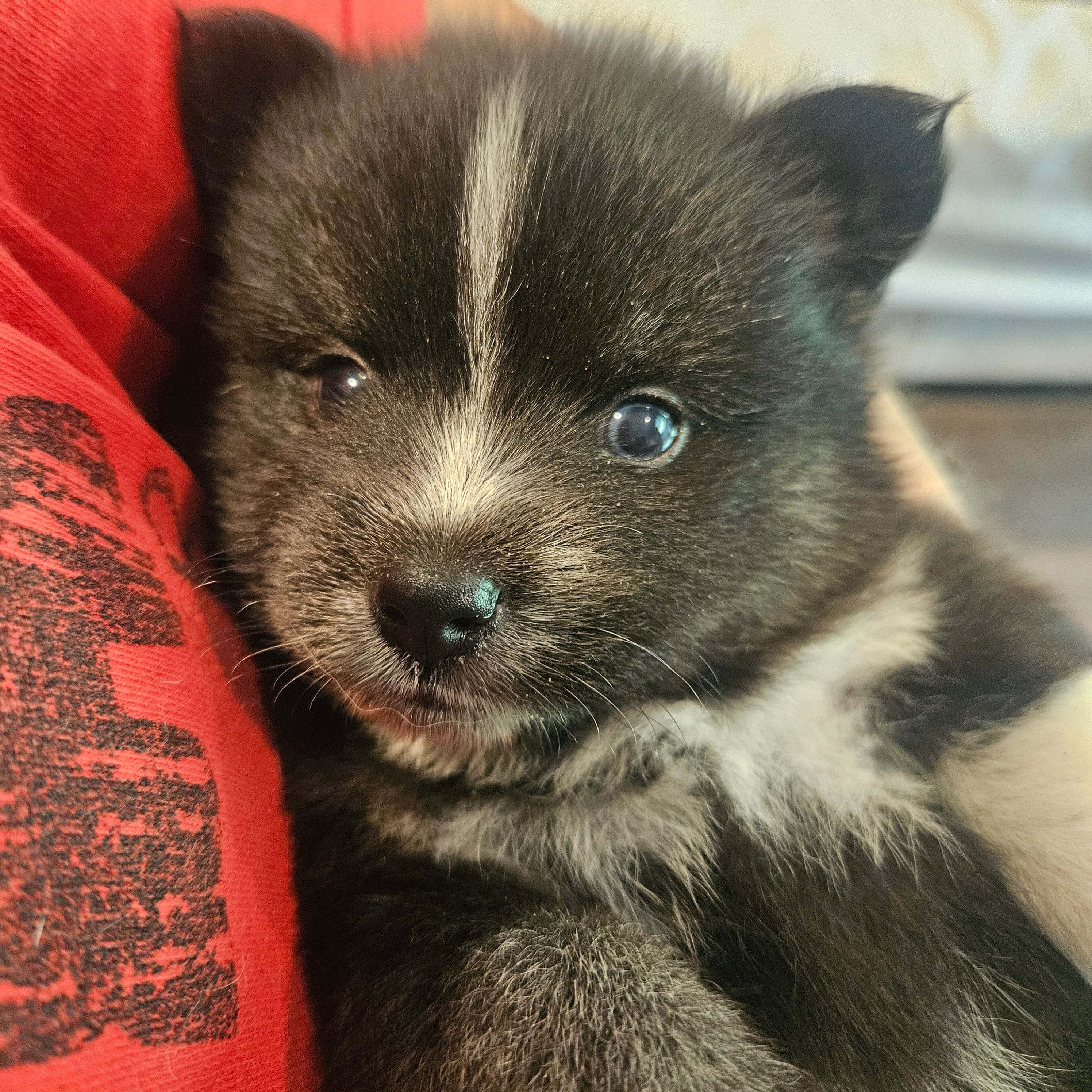 Jack White, a male Pomsky for sale in Ocala, FL – 3 of 4