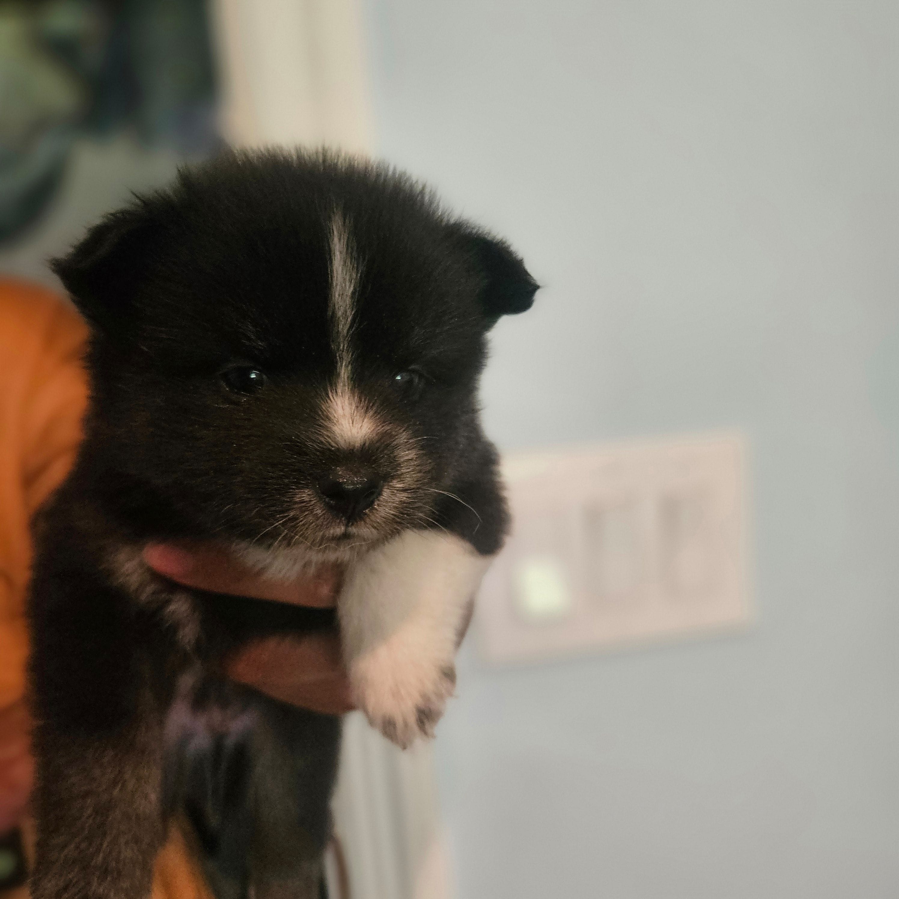 Jack White, a male Pomsky for sale in Ocala, FL – 2 of 4