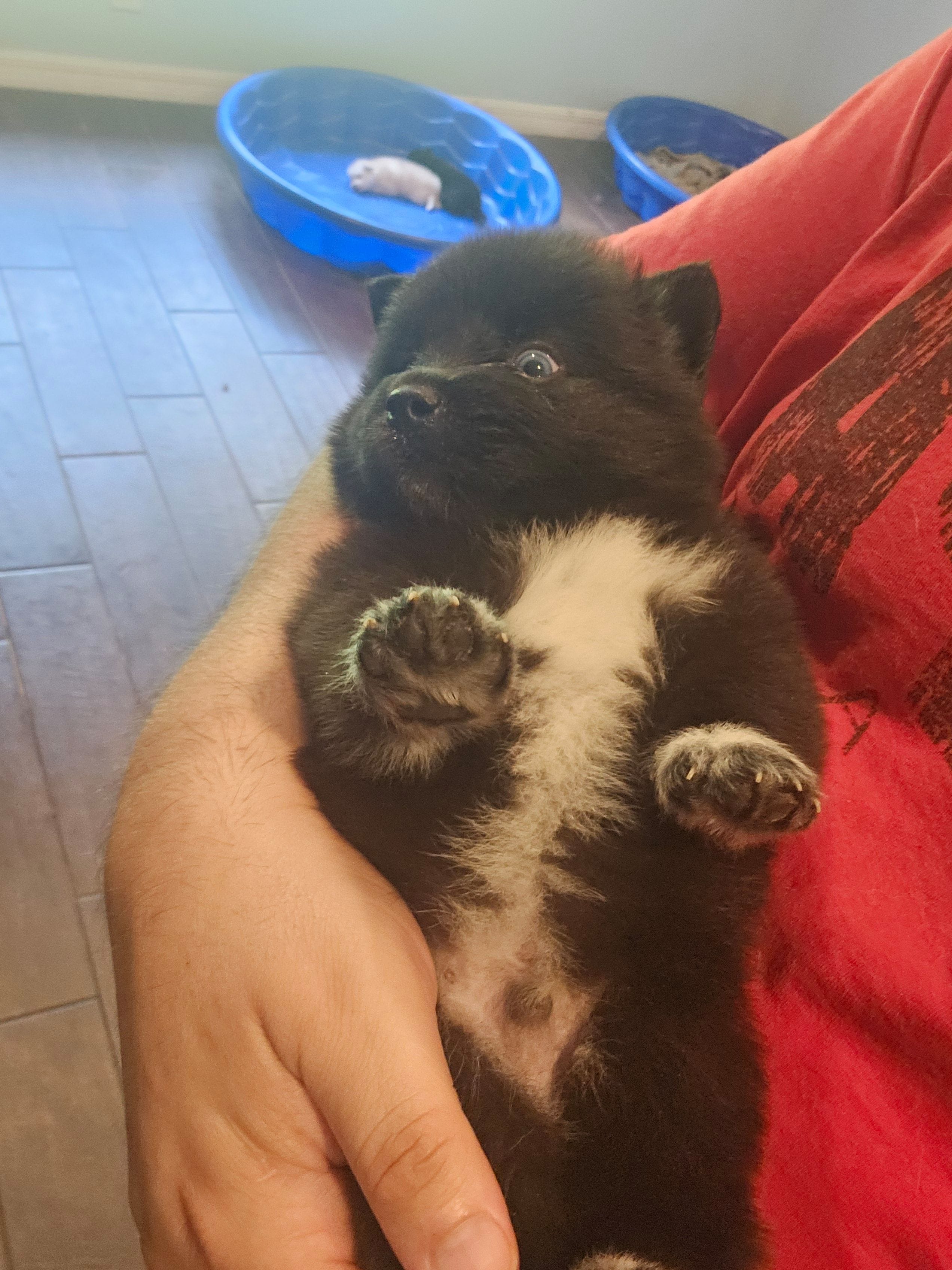 Bear, a male Pomsky for sale in Ocala, FL – 4 of 4