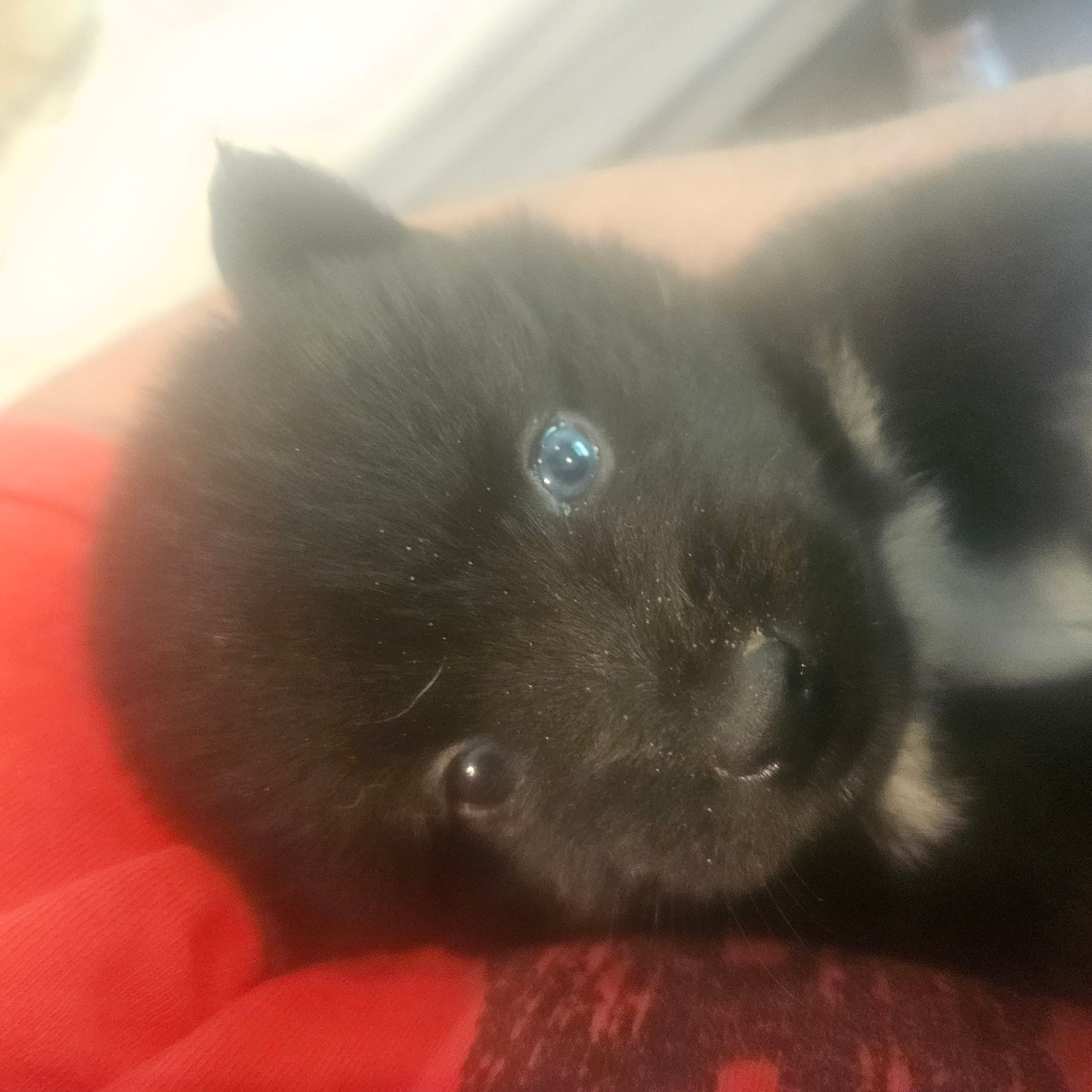James – Pomsky puppy for sale in Ocala, FL